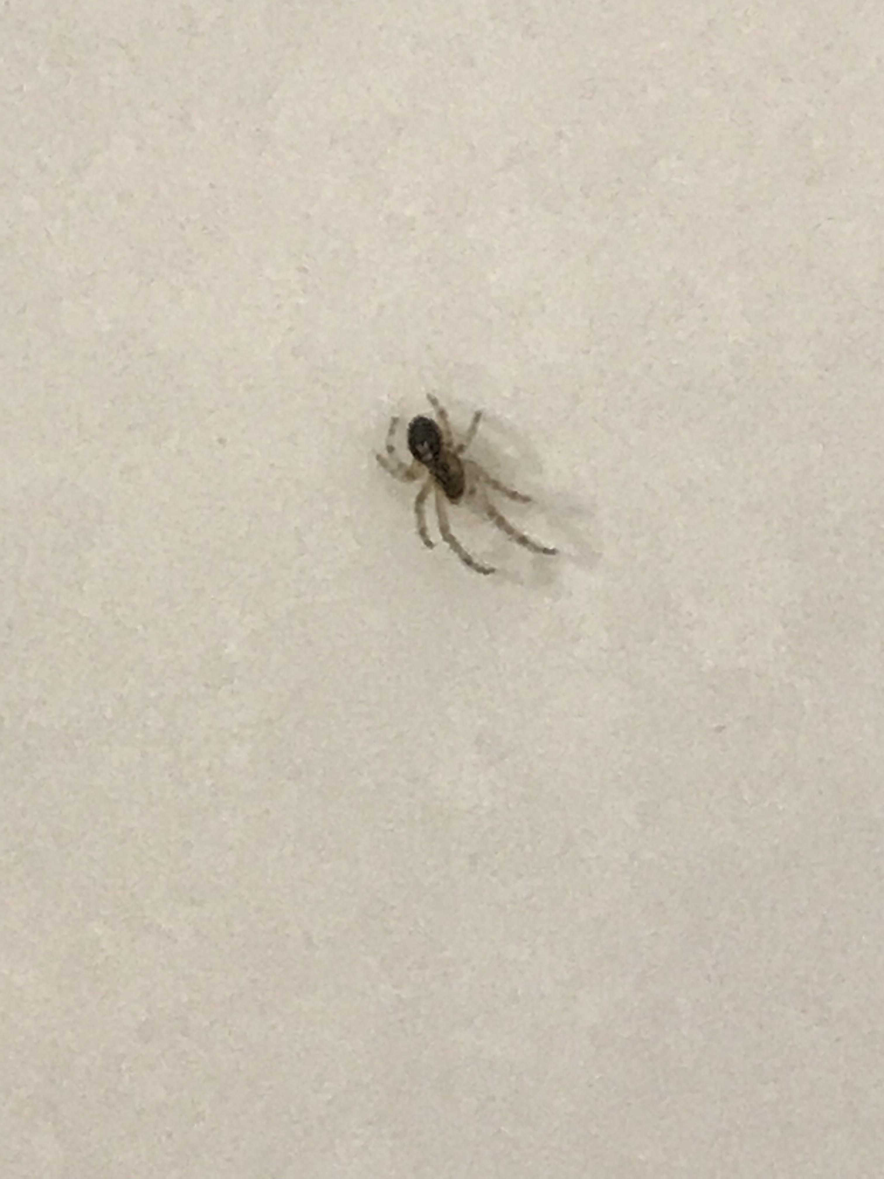 What to do about this baby spider in my bathroom? She’s about 3mm