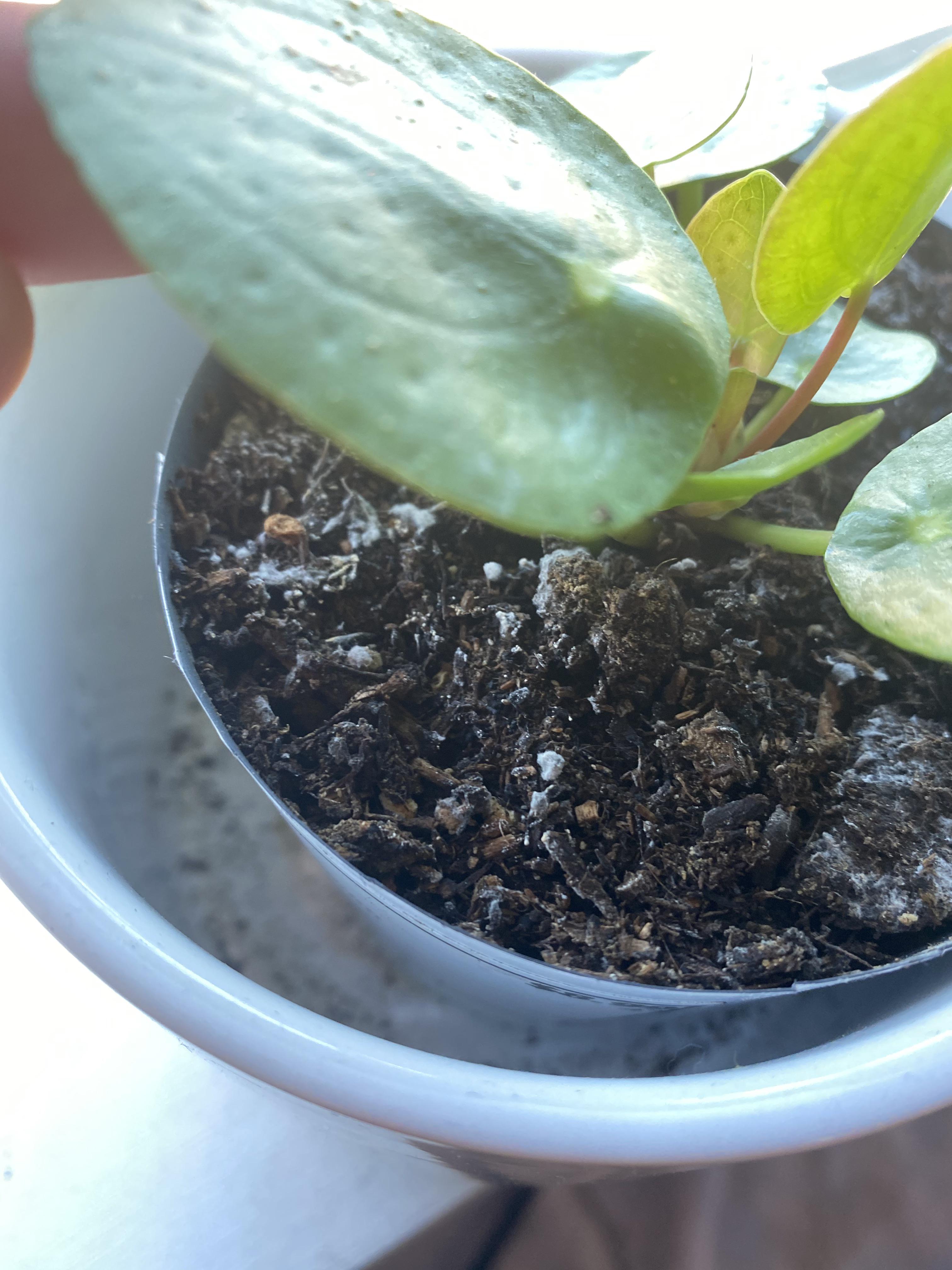 Mold on soil??? How do I stop this mold from growing on this plant. Any