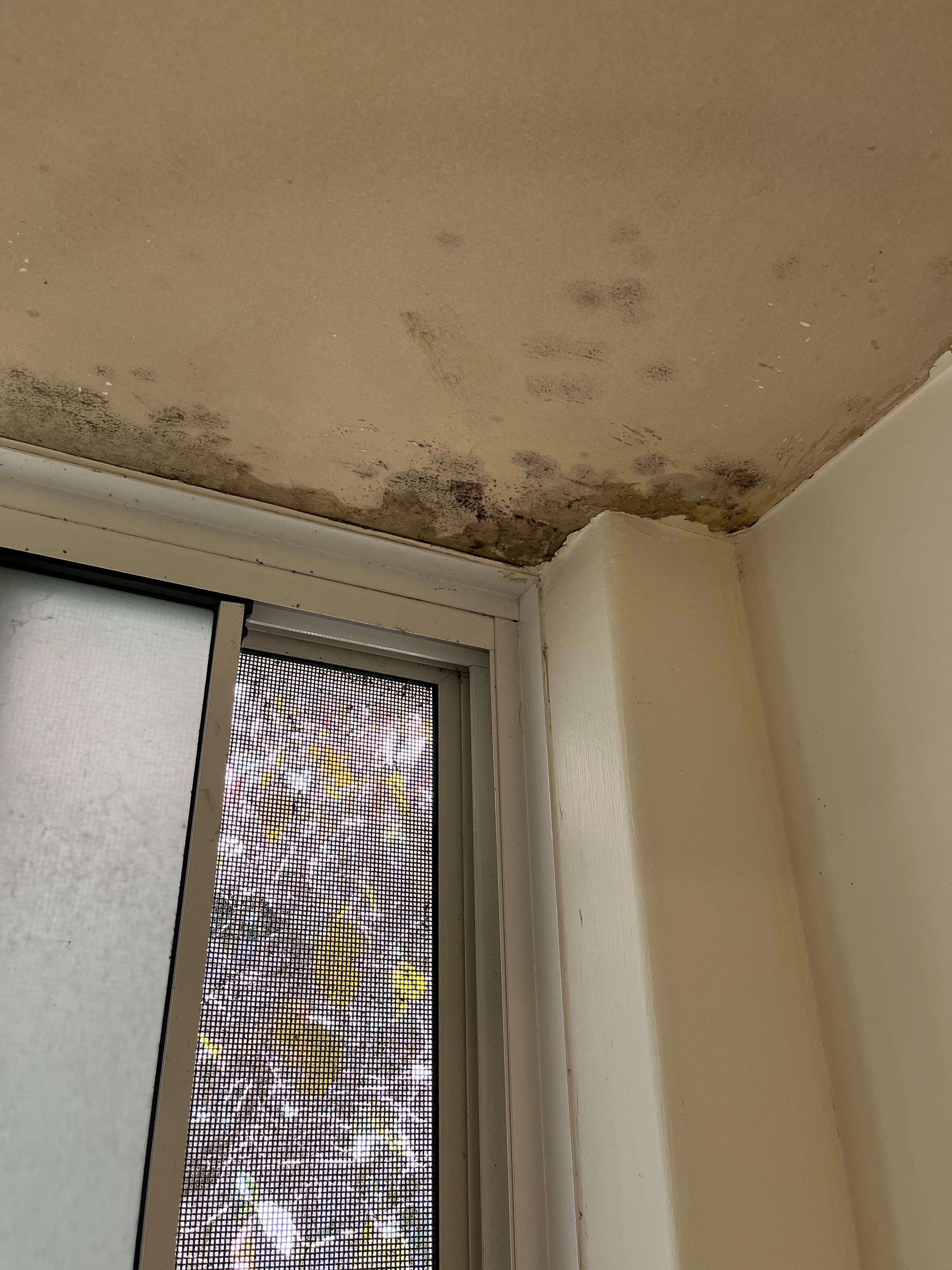 Paint peeling in bathroom ceiling r/AusRenovation