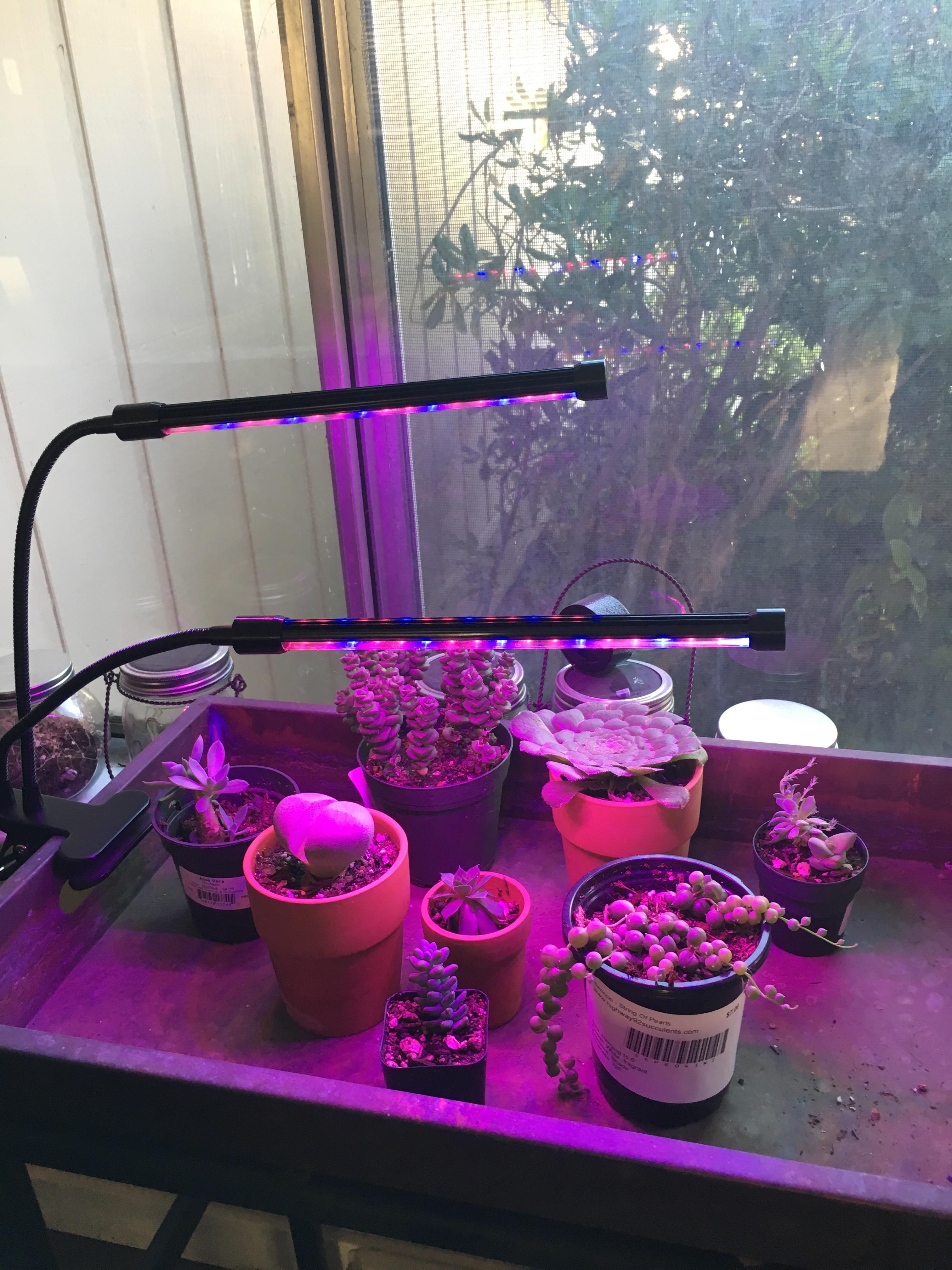 New grow light for my first winter with succs succulents