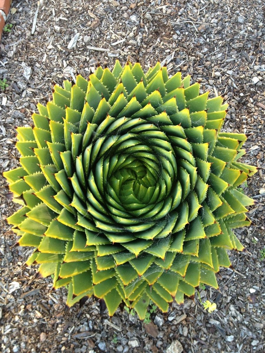 🔥 Spiral Aloe plant r/NatureIsFuckingLit
