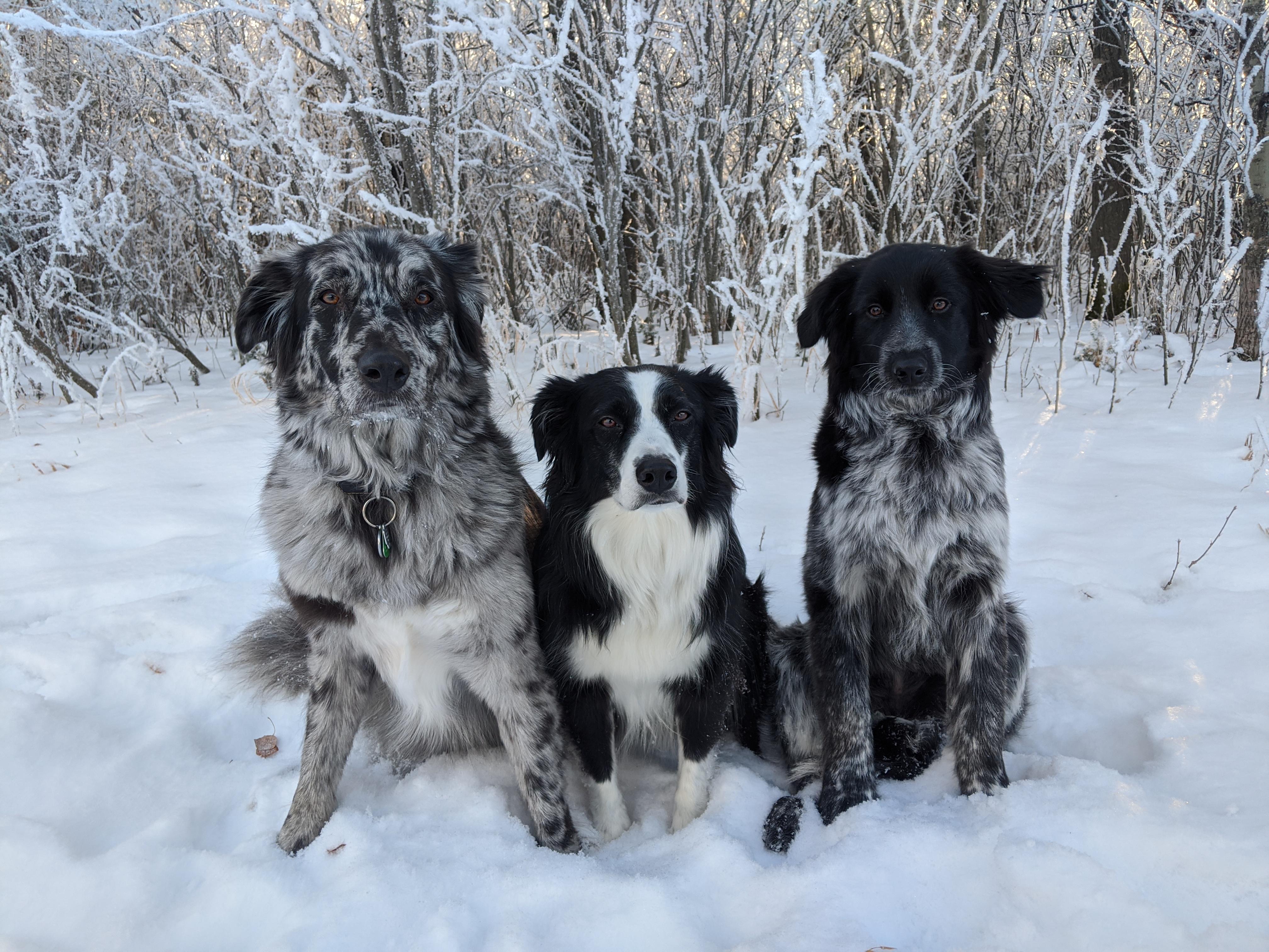 Winter Puppies r/aww