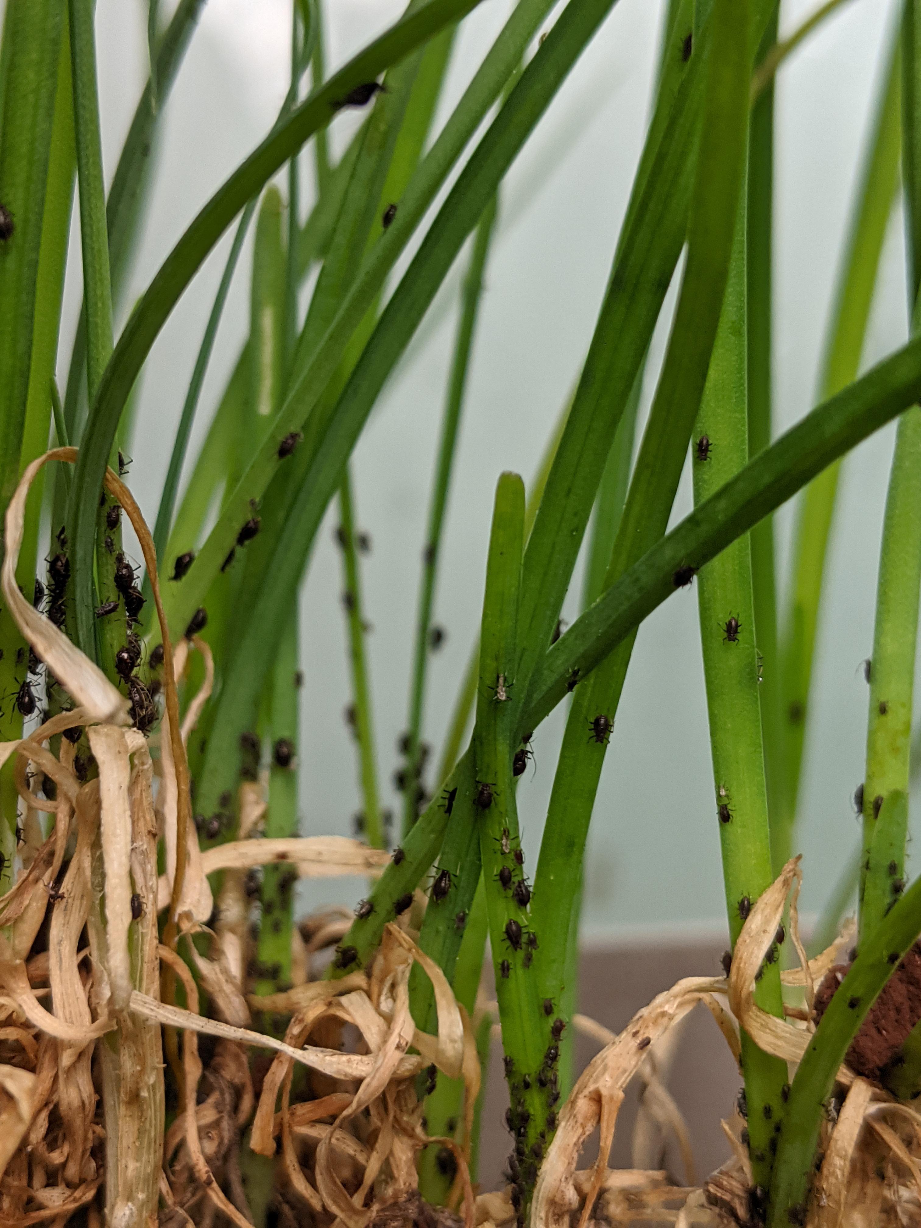 Gardening newbie here. These bug like things have infested my garlic