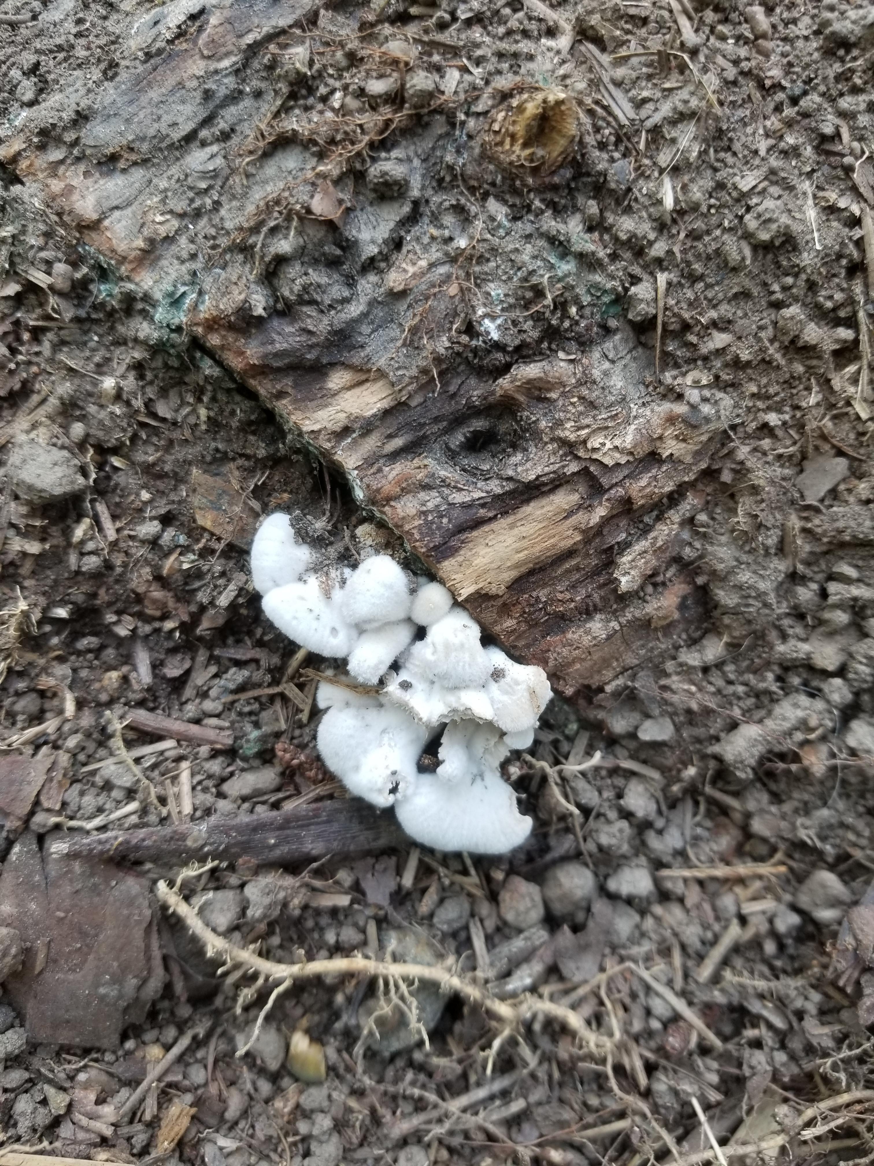 Homegrown maitake naturally fruiting! r/mycology