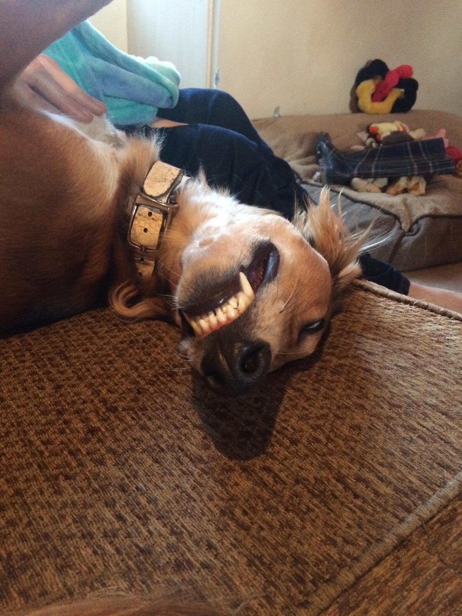 Amateur scenes showing a woman jerking off the dog