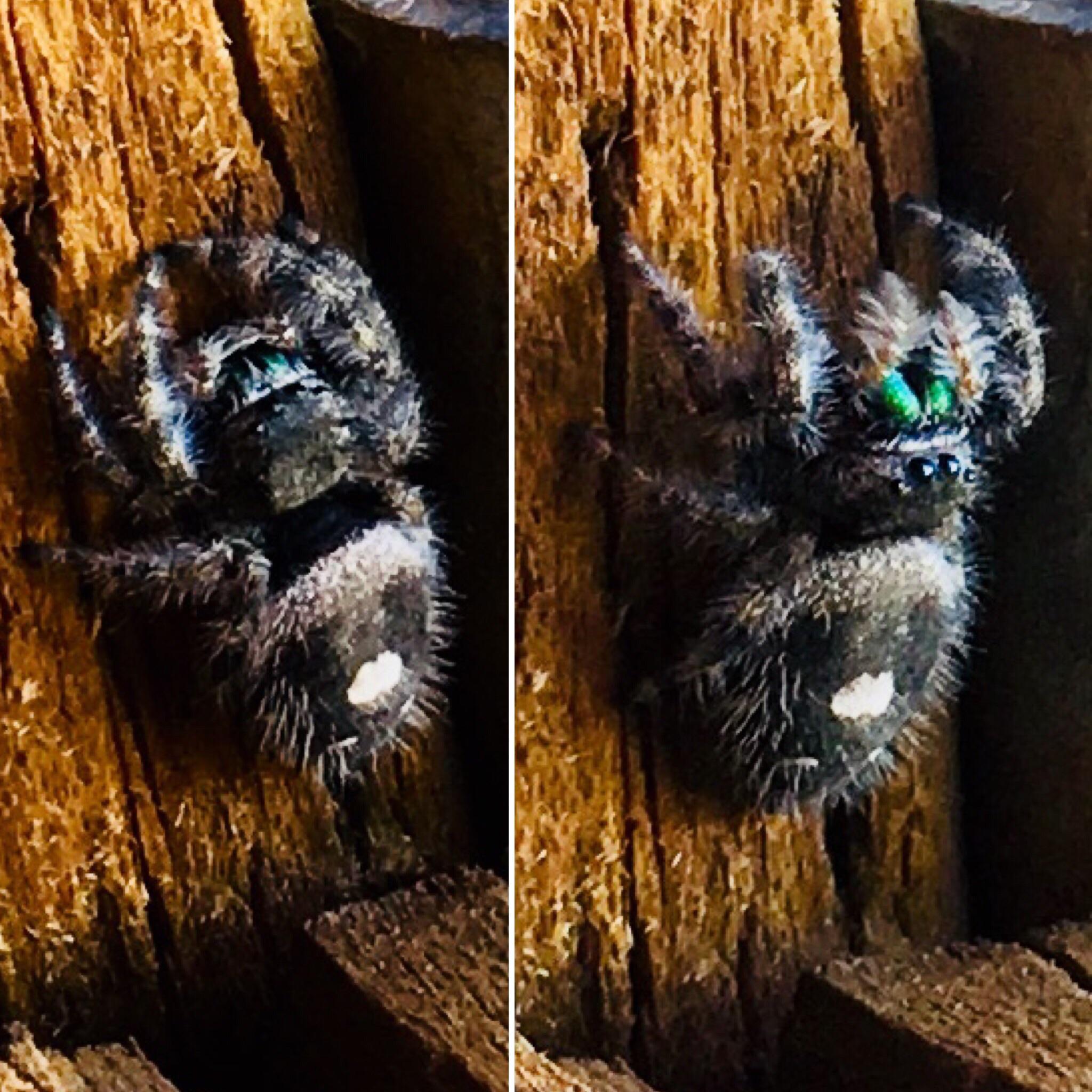 Collection 93+ Pictures Black Furry Spider With Green Eyes Superb