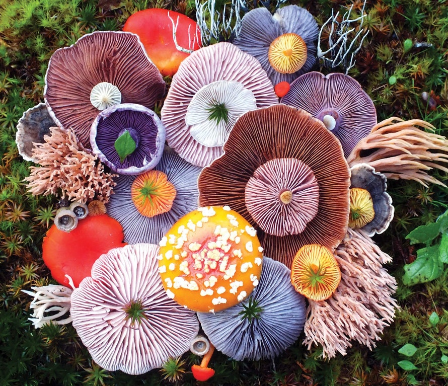 A colorful variety of fungi (xpost /r/oddlysatisfying) r/mycology