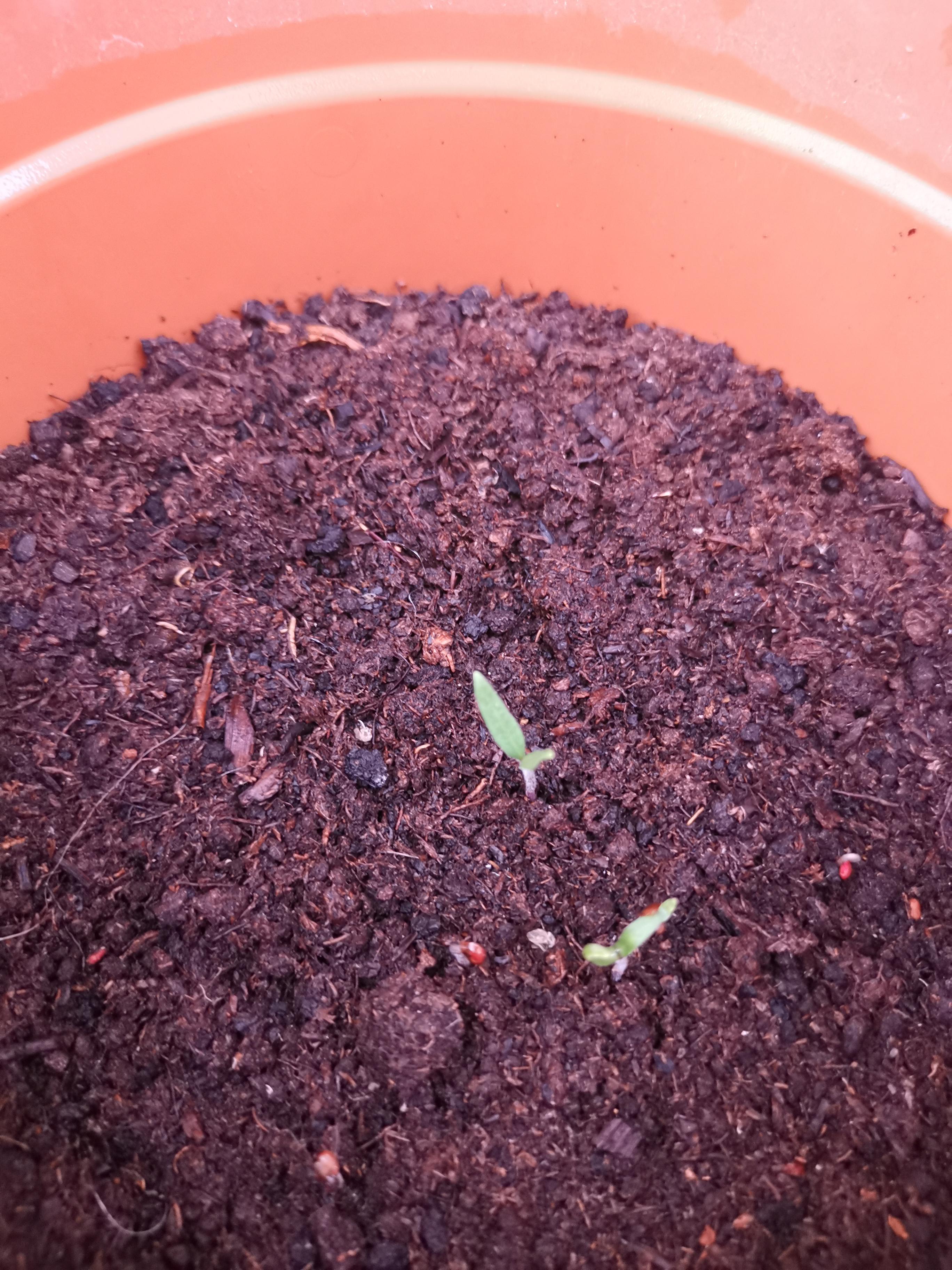 Tomatoes from seeds 🍅 r/gardening