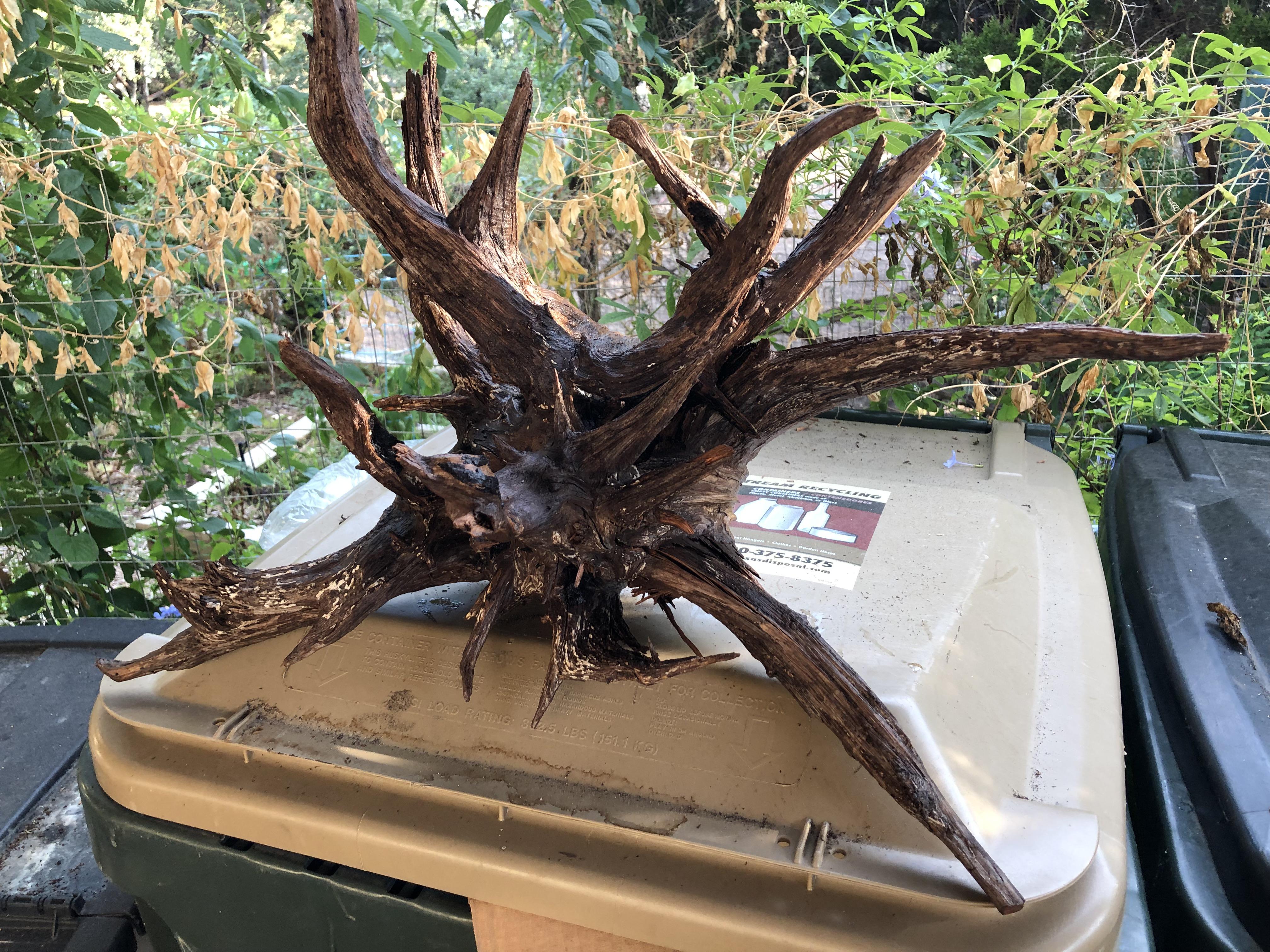 Anyone have experience using Ashe Juniper wood in their aquariums? r