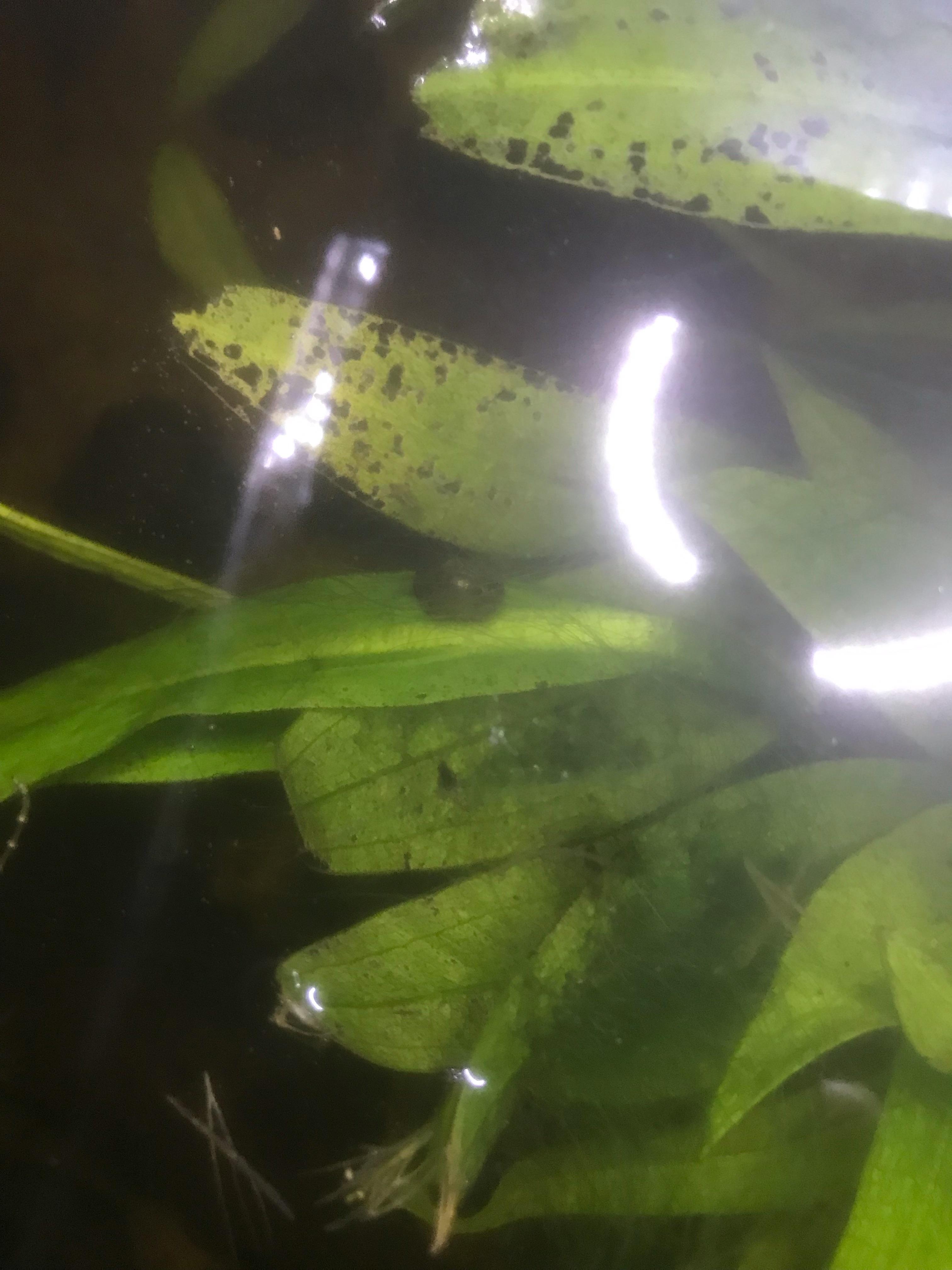 Help pls my Amazon sword plant is dying ;; r/Aquariums