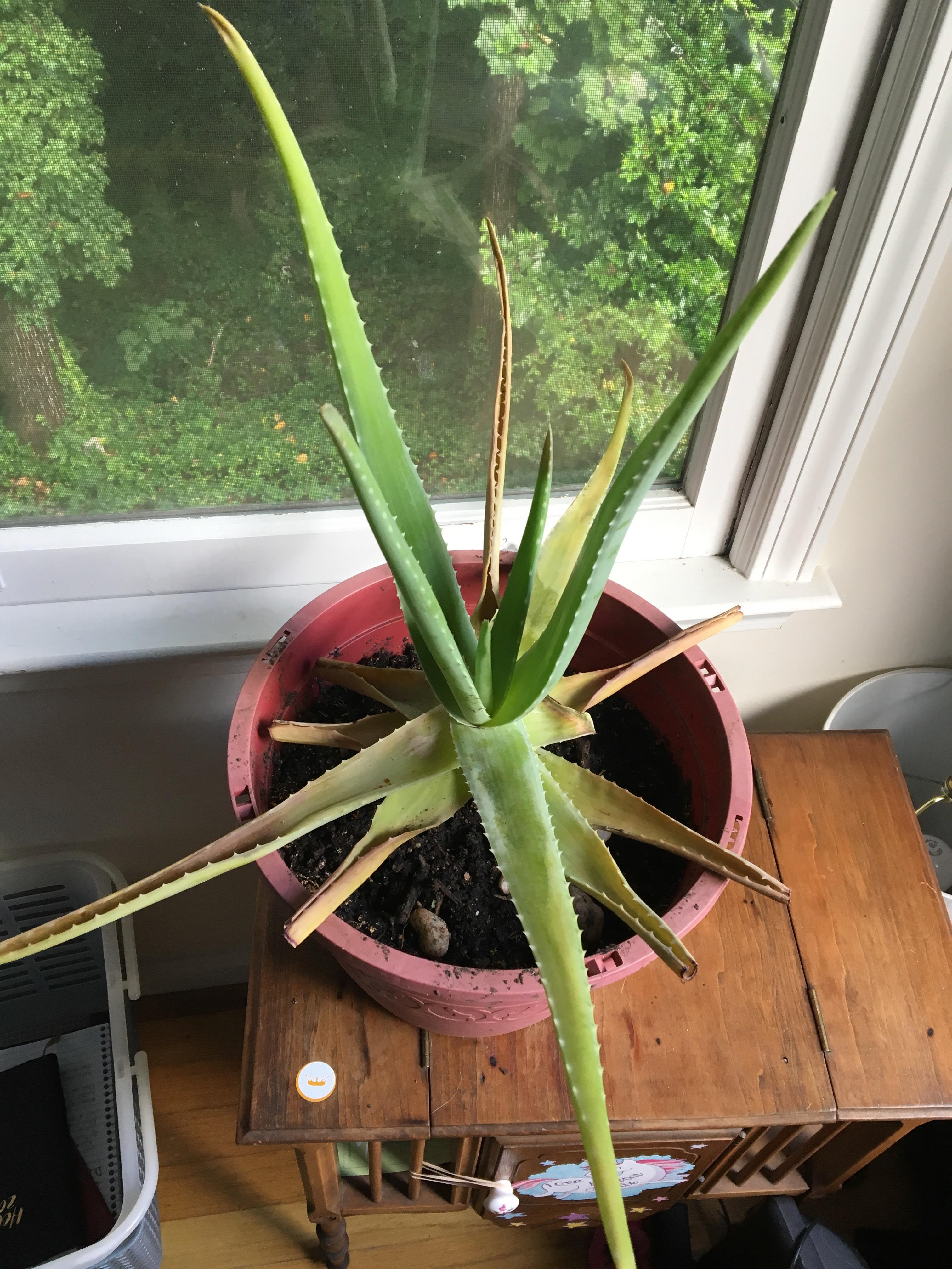 HELP! Aloe plant suddenly dying any advice on if or how I