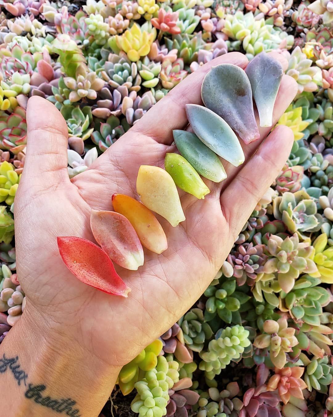 Succulent Leaf Rainbow Propagation succulents