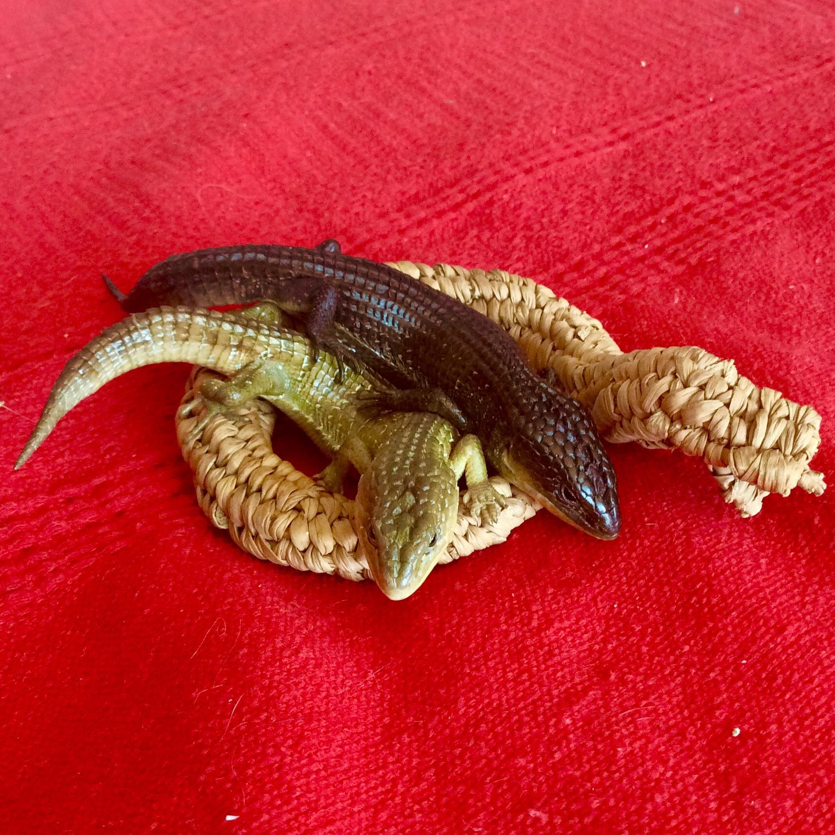 My first reptiles! (Mexican mountain lizards, barisia imbricata) First