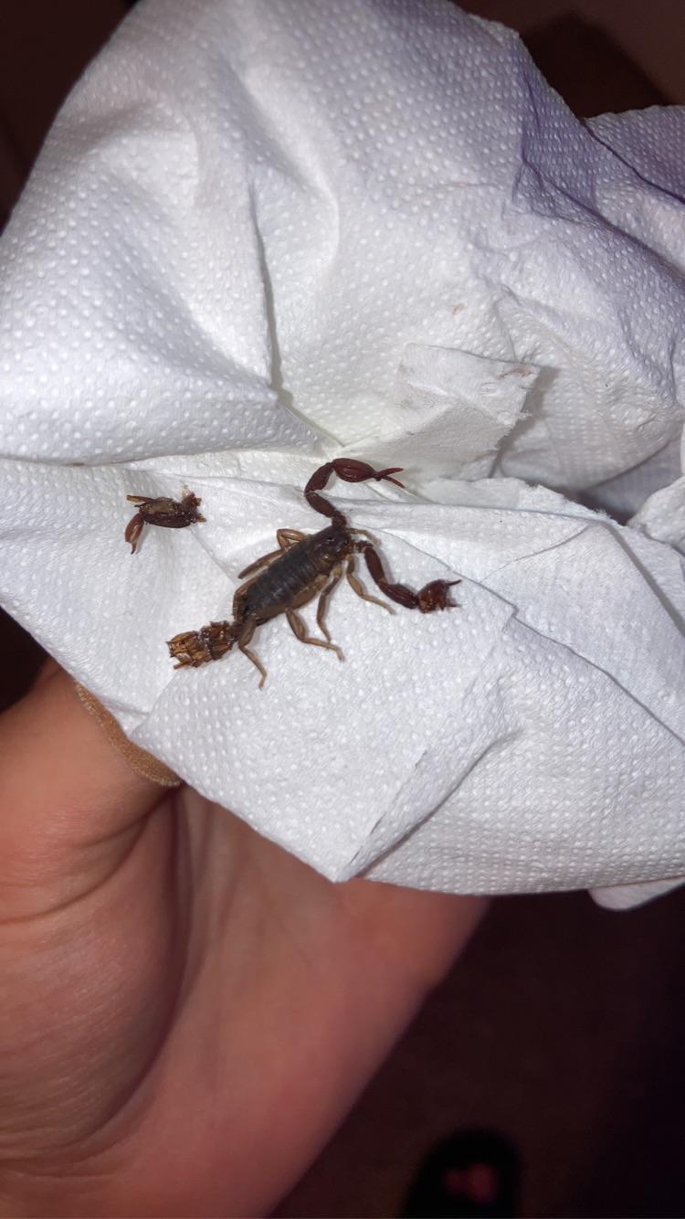 Found this black scorpion in Austin, i’m used to Bark scorpions what