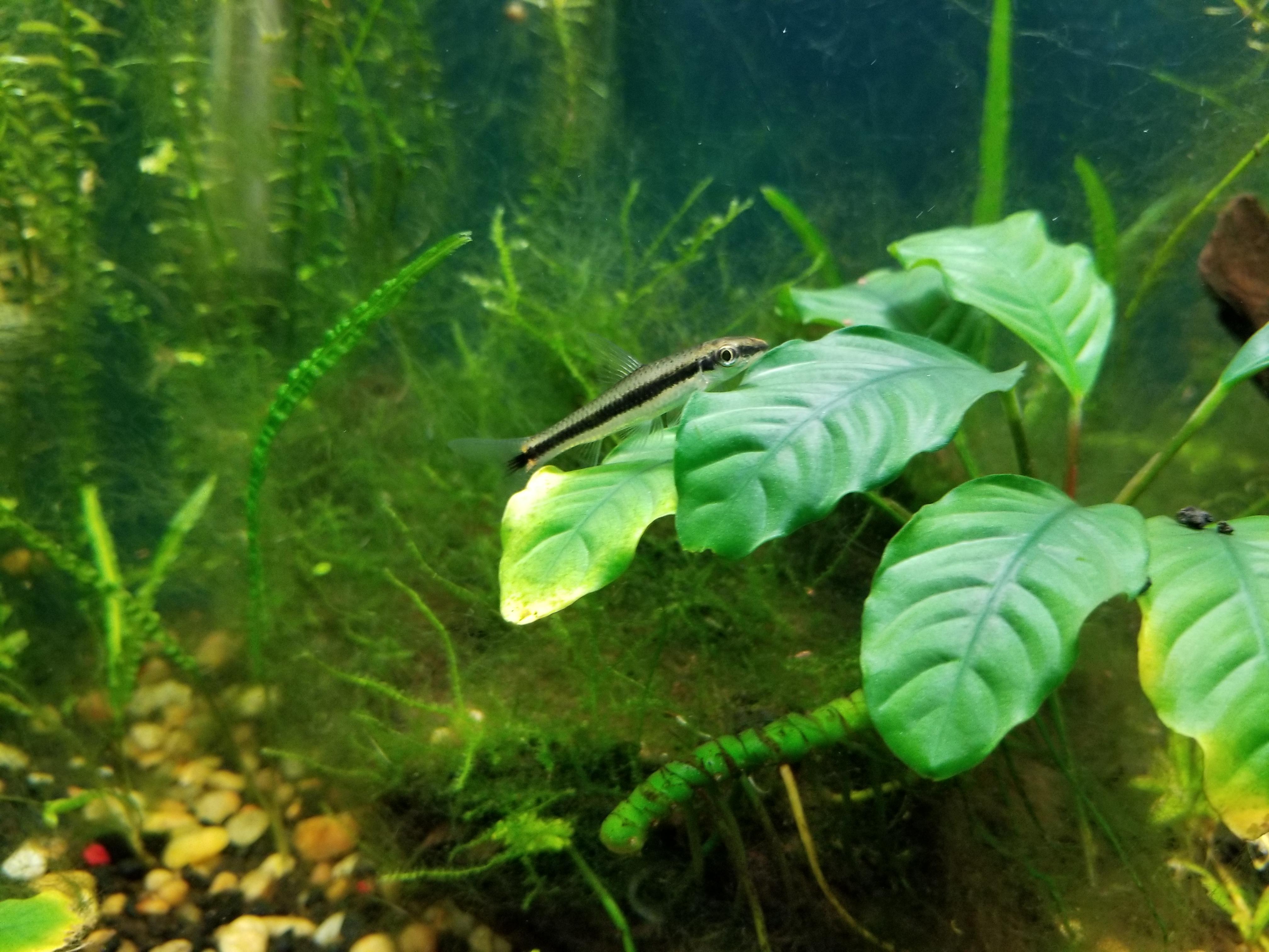 What Fish Eat Hair Algae gopetshub