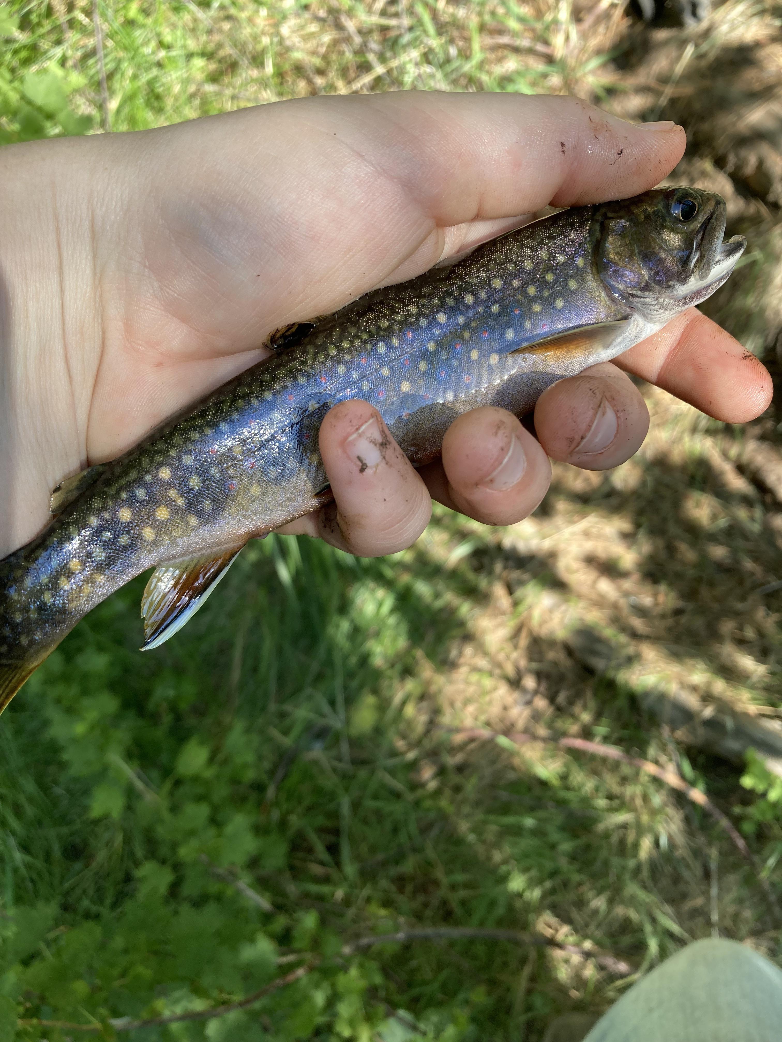 Brook trout I caught in Hat Creek California today. Little dude was