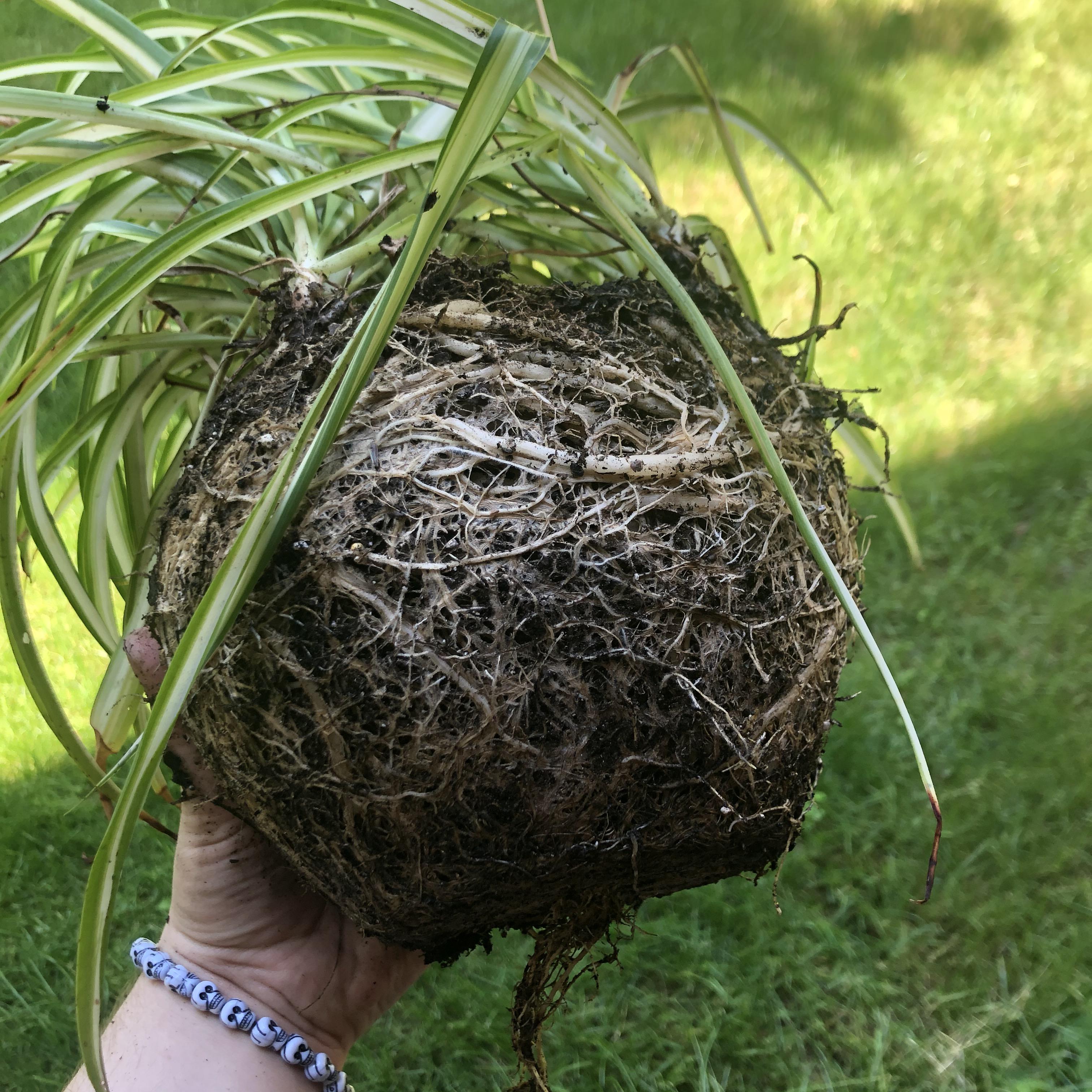 repotted my dad’s very root bound spider plant today
