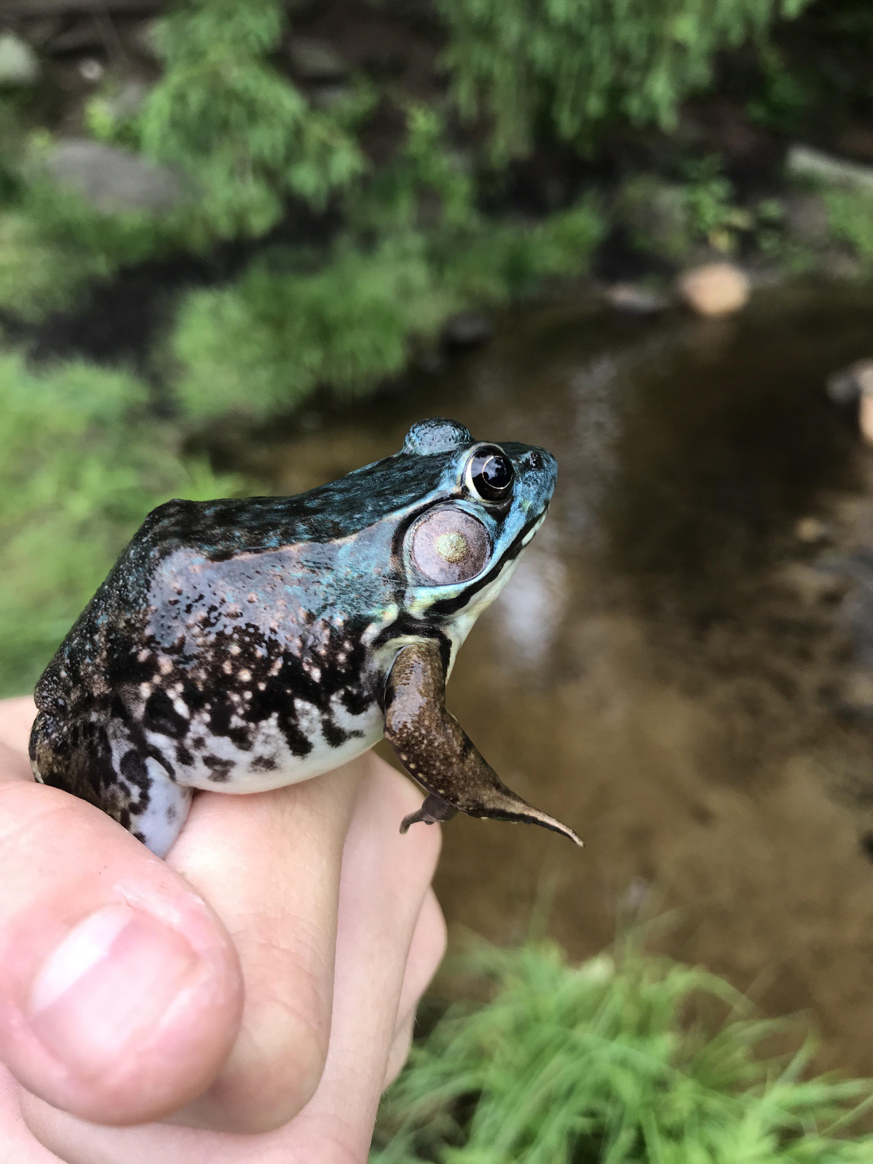 A Green Frog (Lithobates Clamitans) with Axanthism. New Hampshire. r