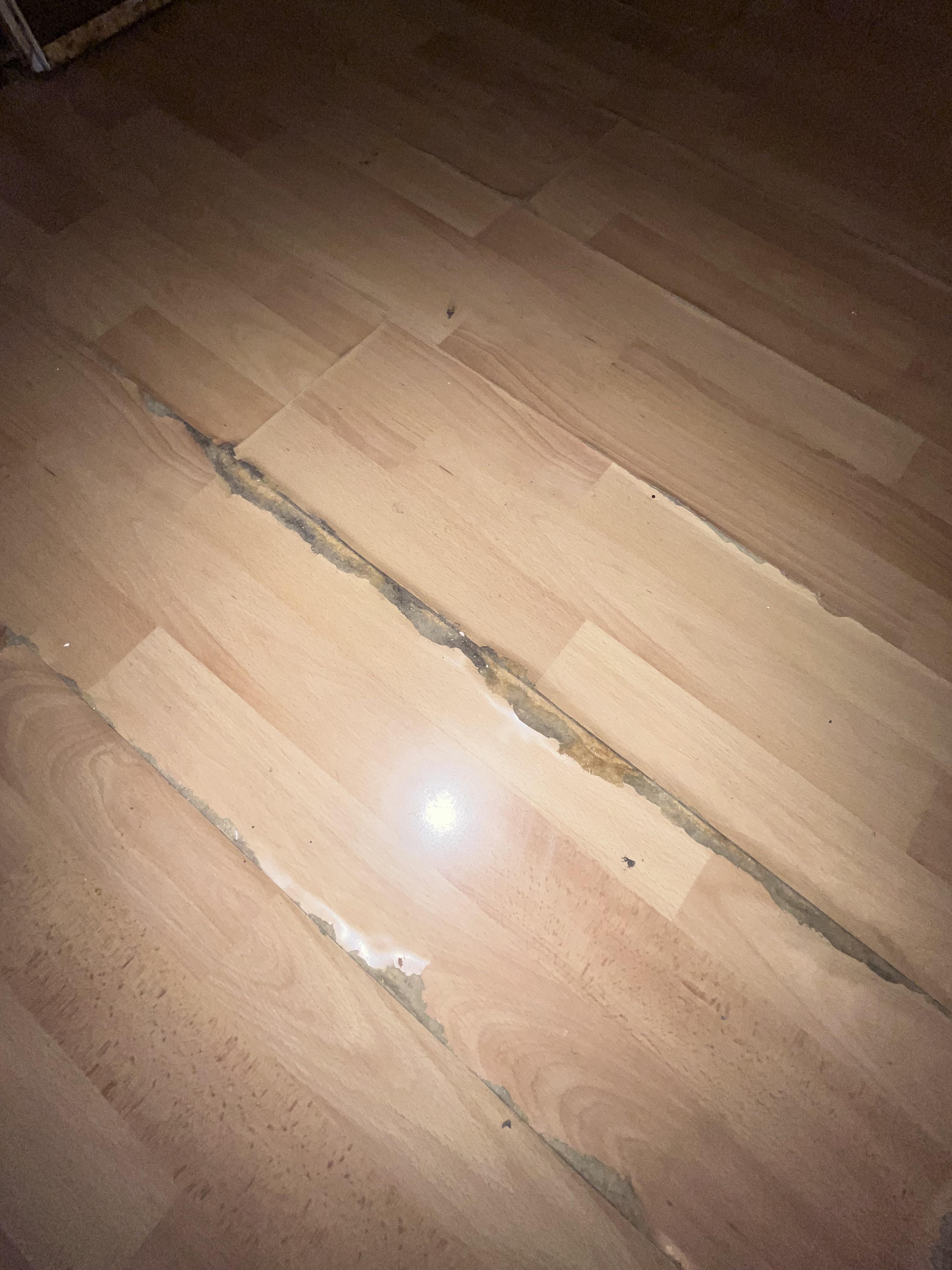 Does Dog Pee Ruin Laminate Floors