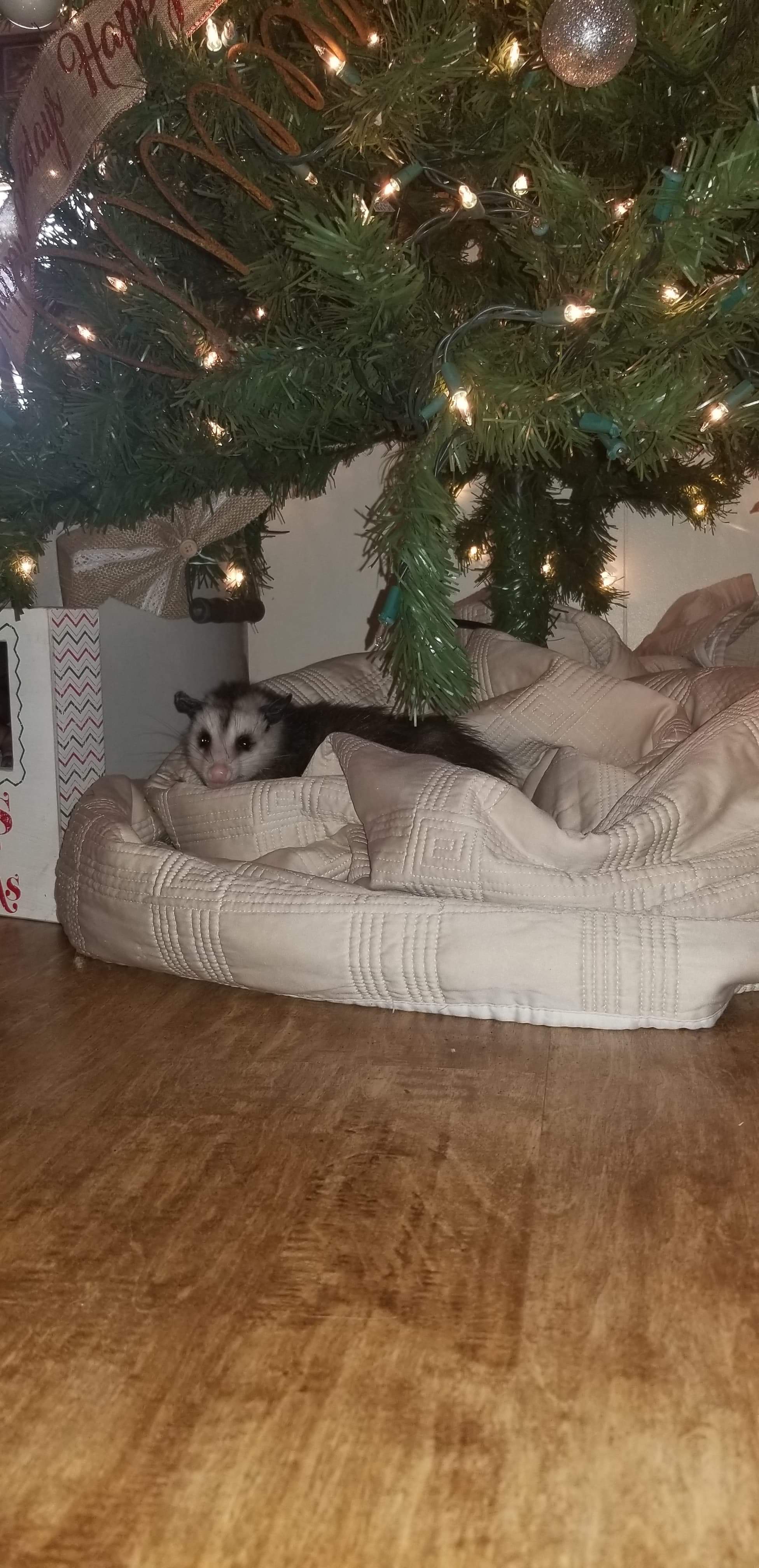 Everyone worried about their cat climbing the Christmas tree and I have