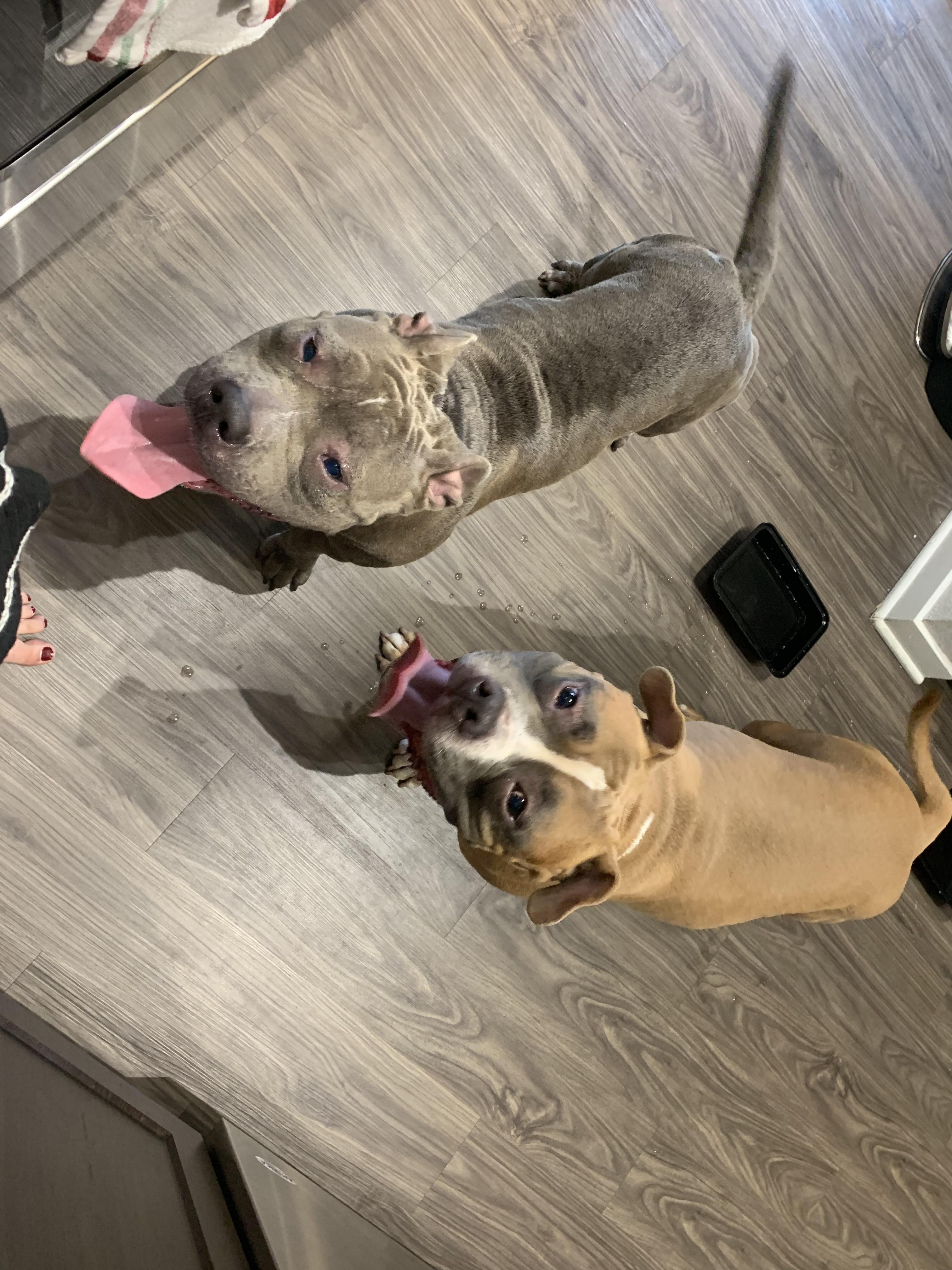 Dogs found on Dean between E colonial and university. Looking for