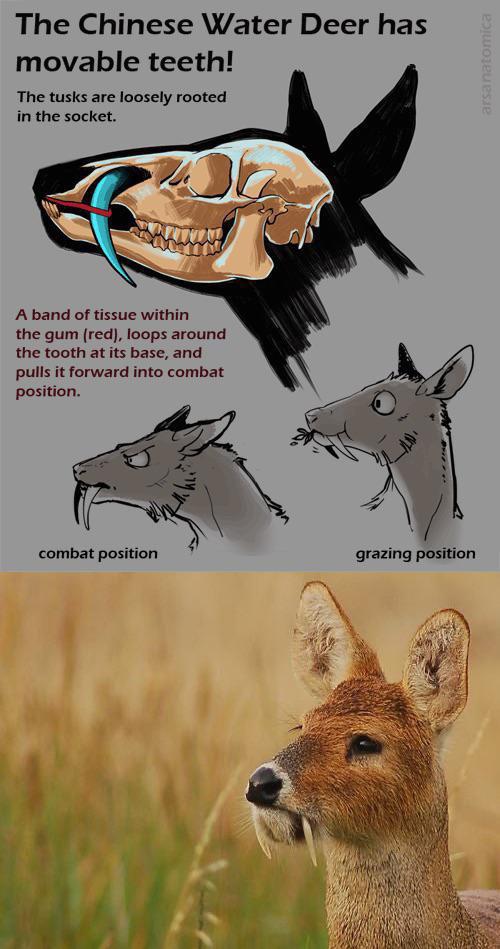 Water deer also know as Vampire deer, have movable tusks which can grow