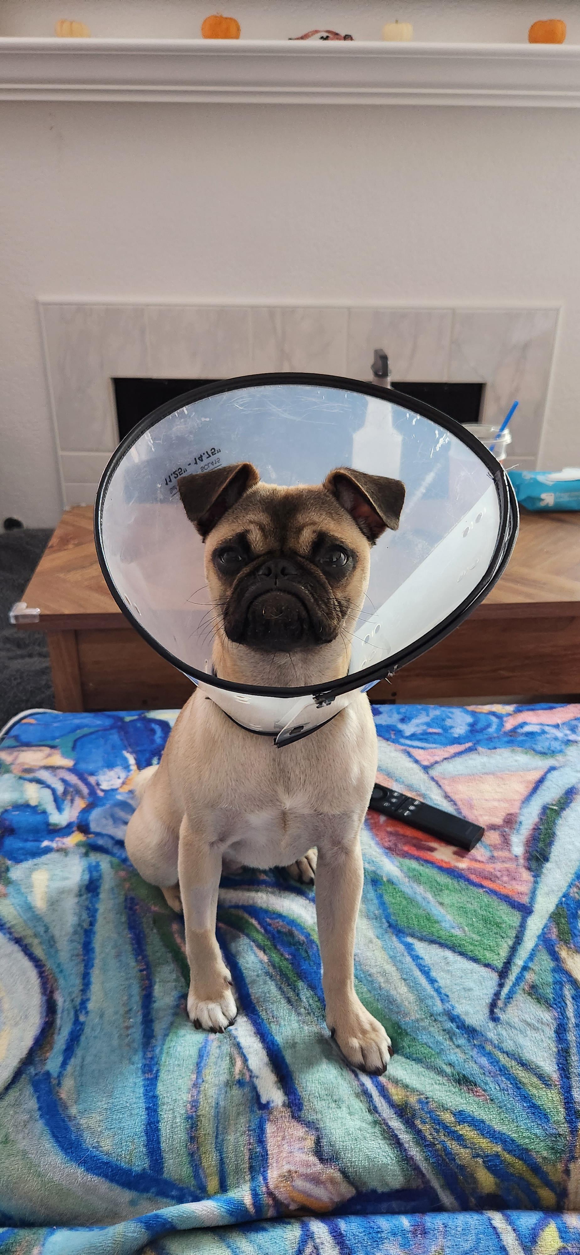 Nami hates the cone of shame r/pugs