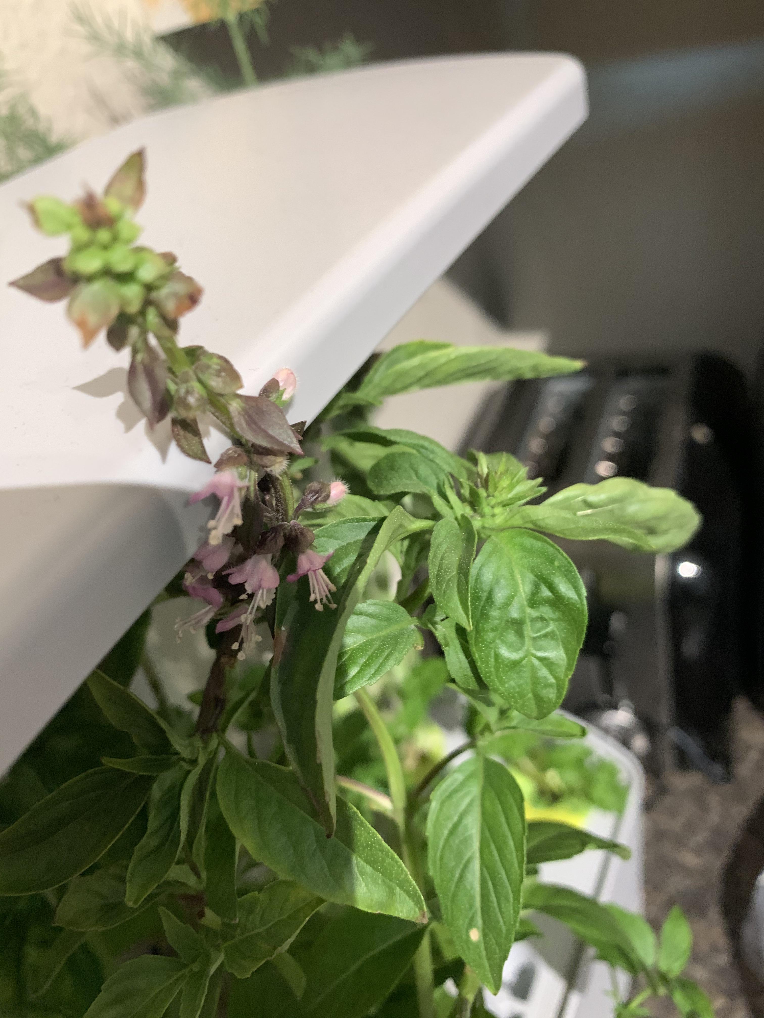 The basil plant in my aerogarden flowered today r/botany