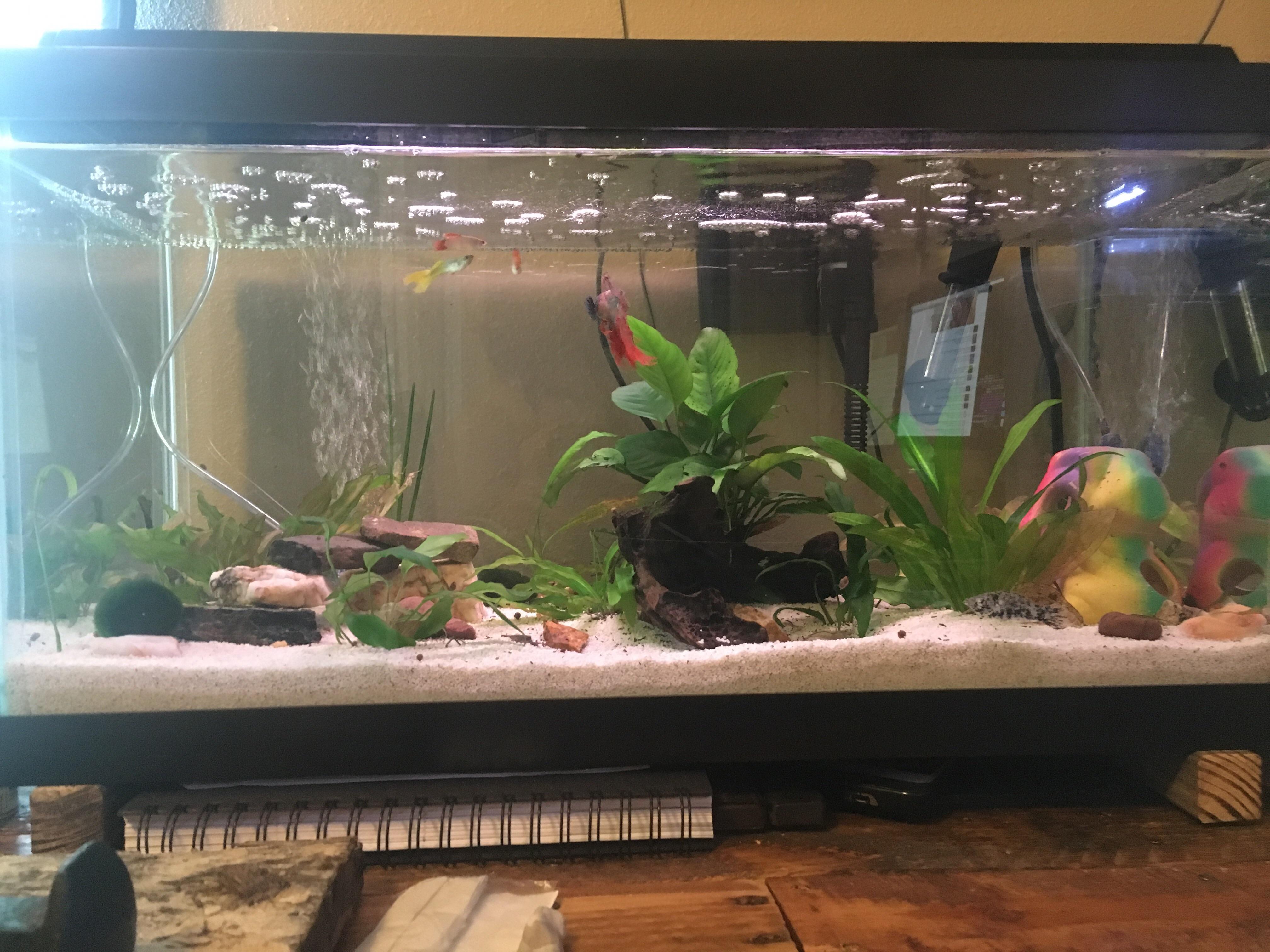 New subscriber, my desktop 29 gallon r/Aquariums
