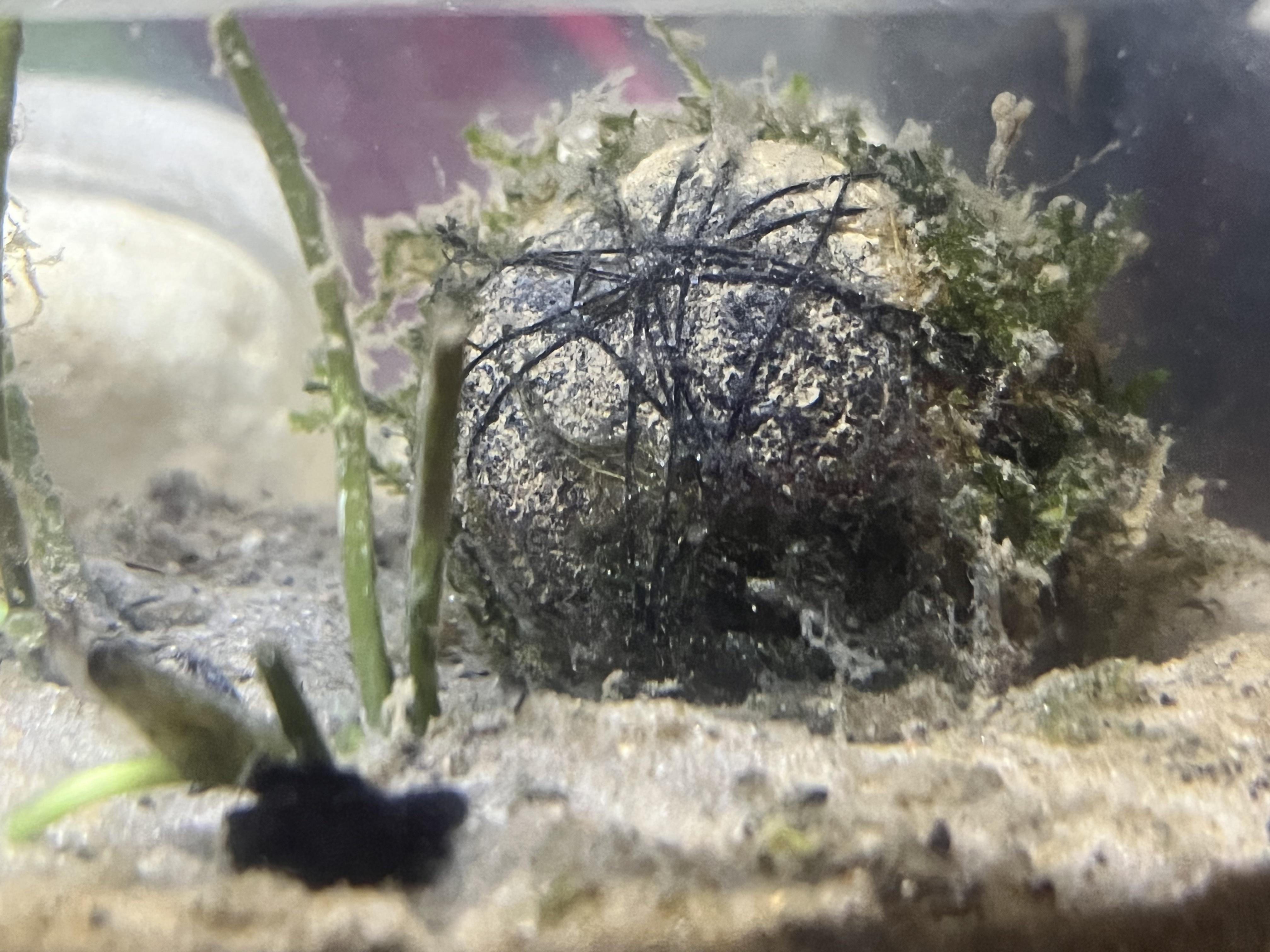 I bought this "moss ball" from Petco as a Betta Buddy. Supposedly that