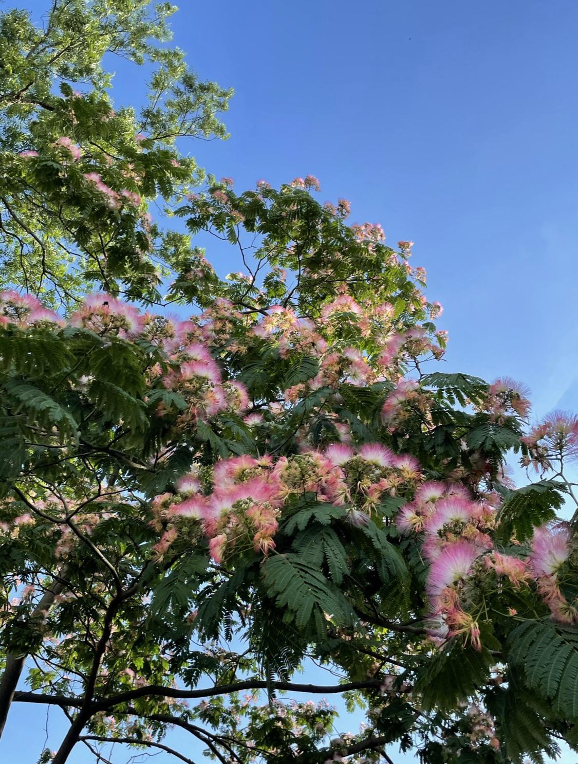 What is your favorite flower / plant scent? r/gardening