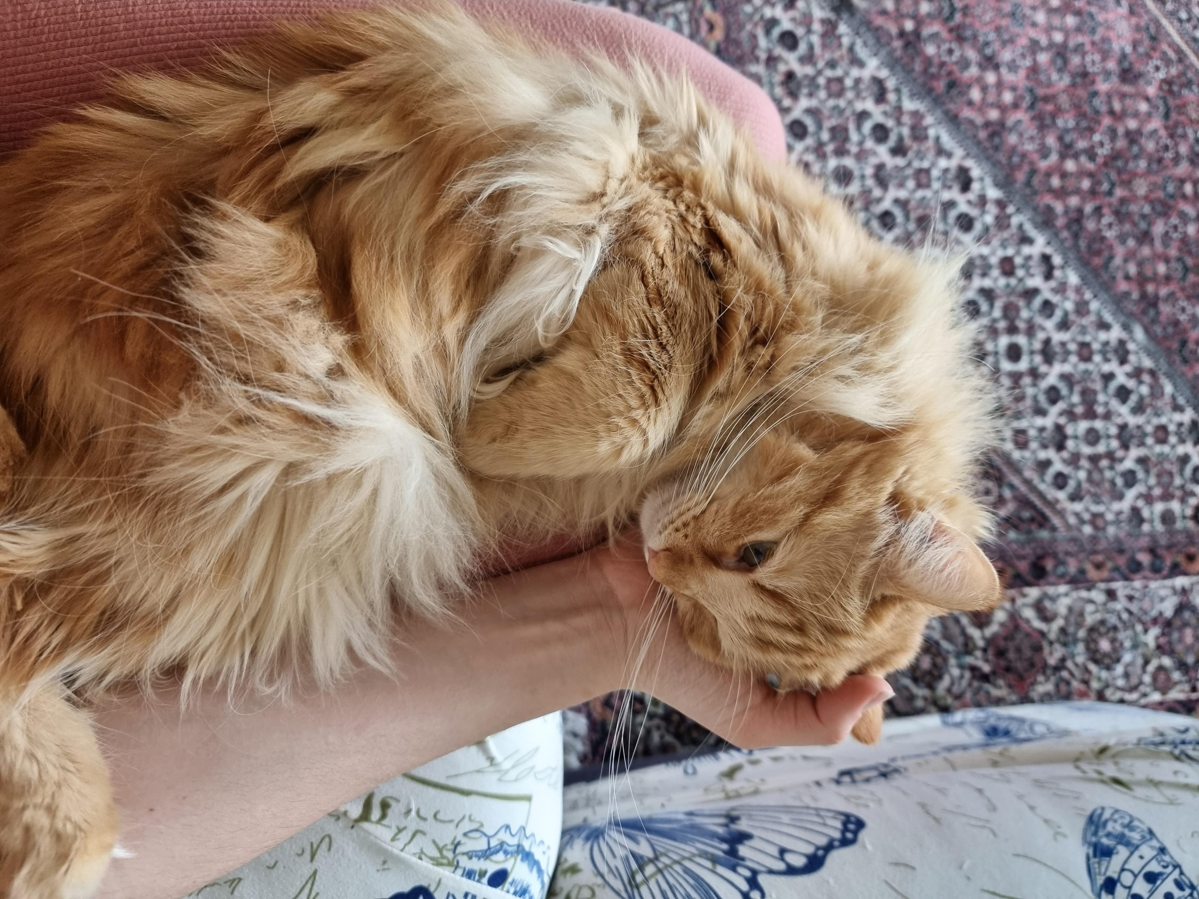 best pillow r/gingerkitty