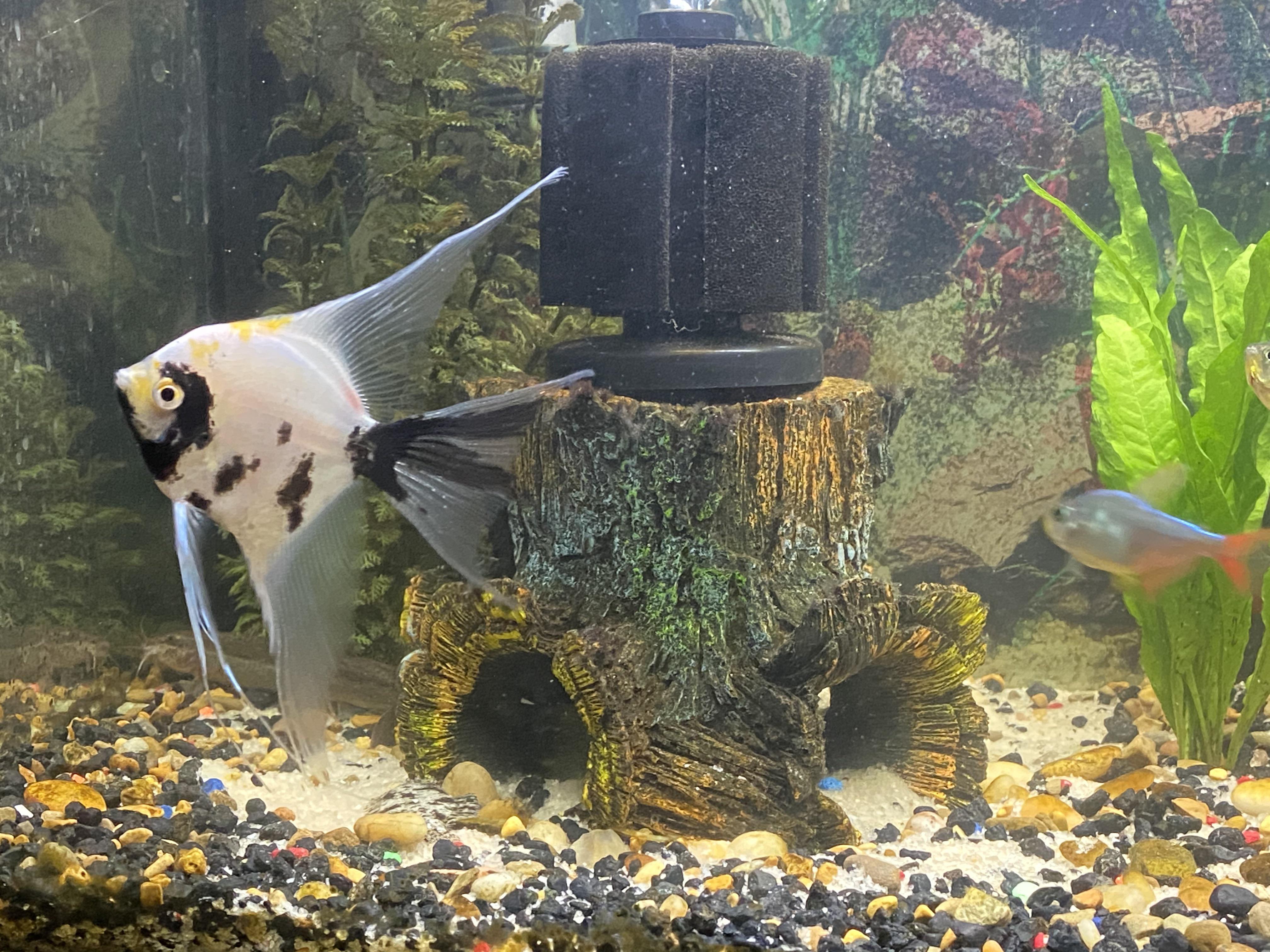 I absolutely love watching my Angelfish. They follow me back and forth