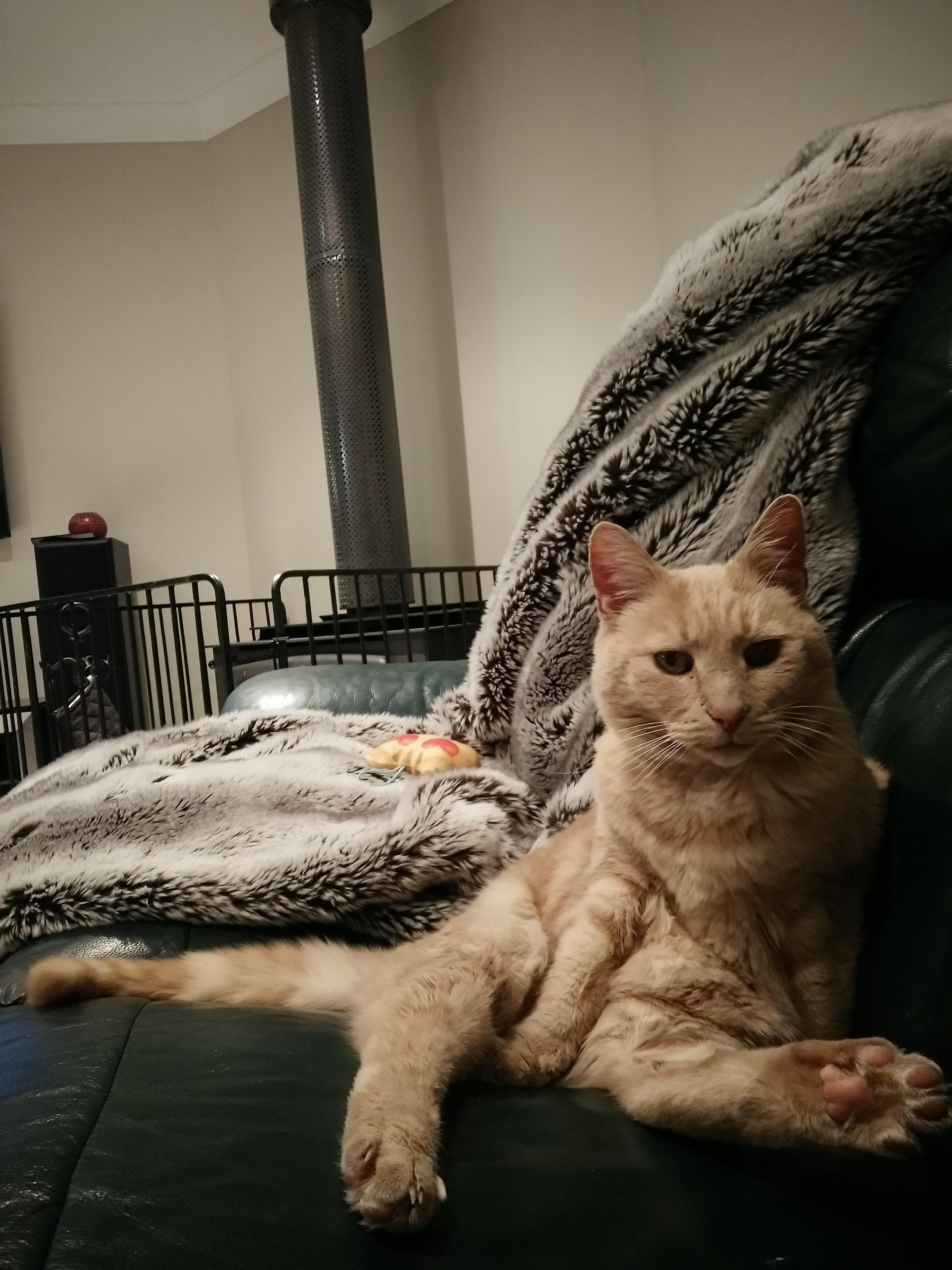 My cat likes to pose seductively whenever I'm eating food that he