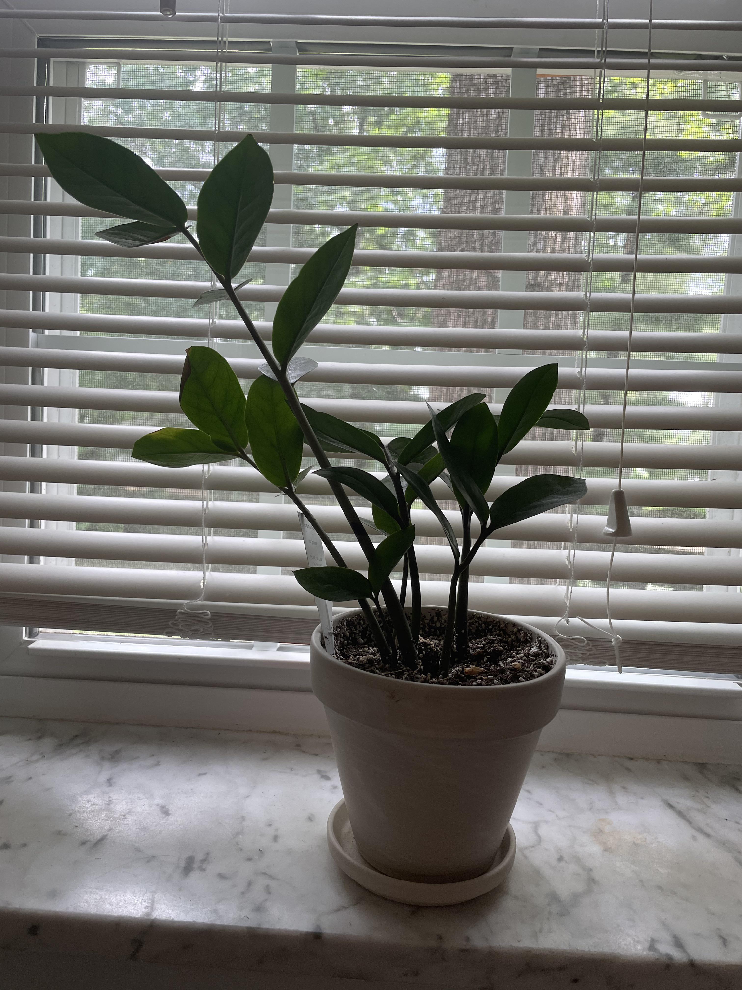 Why has my zz plant not grown or sprouted in the year I’ve had it? I