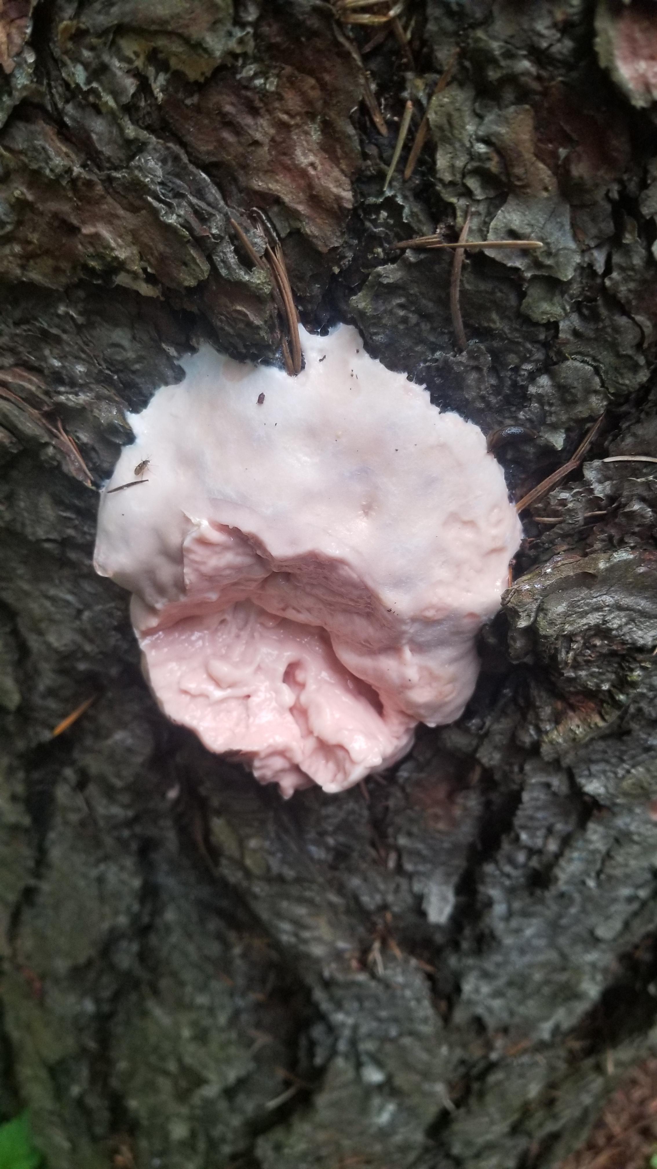 Weird pink...fungus? Mold? r/mycology