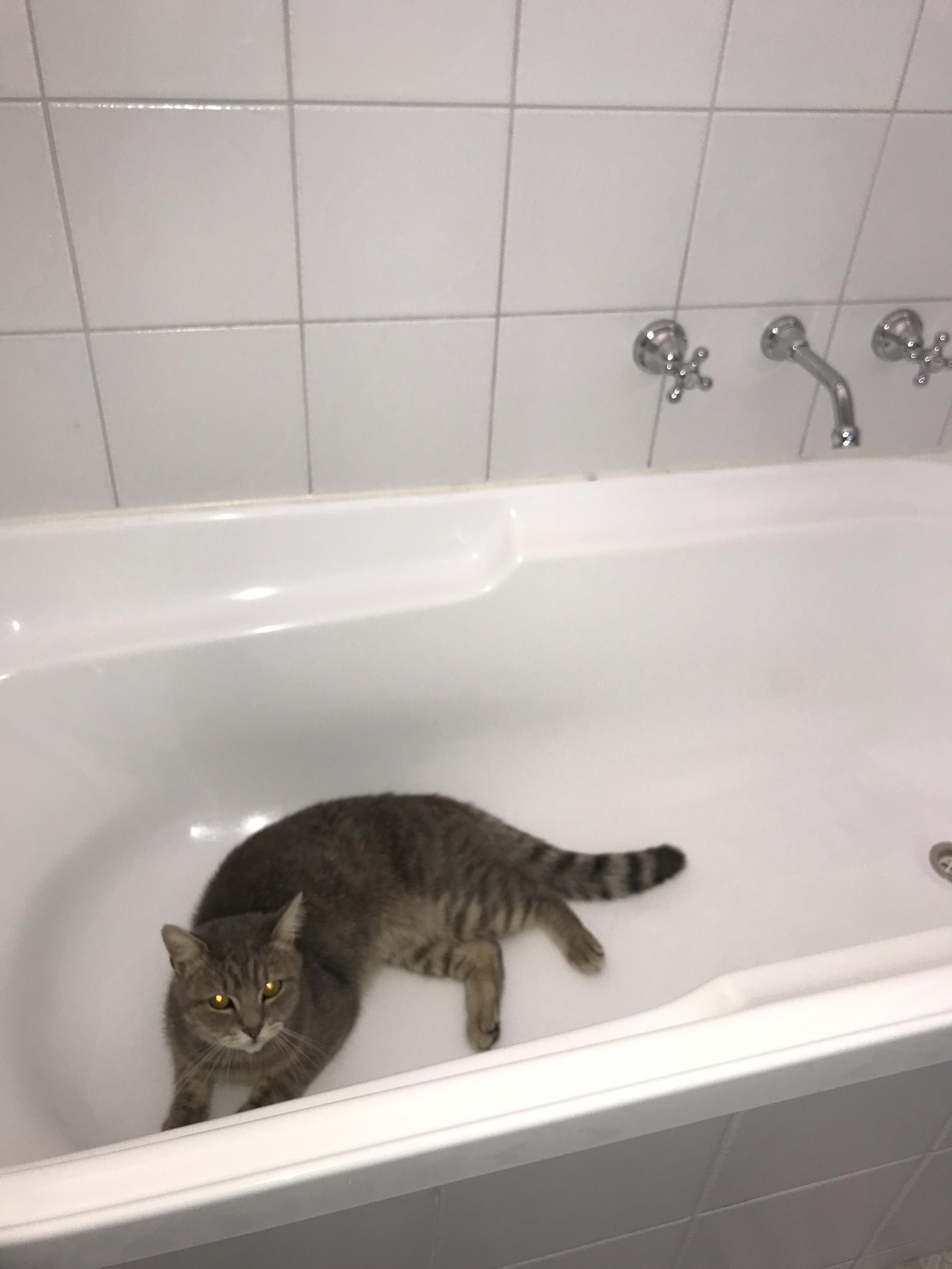 PsBattle Cat in bathtub