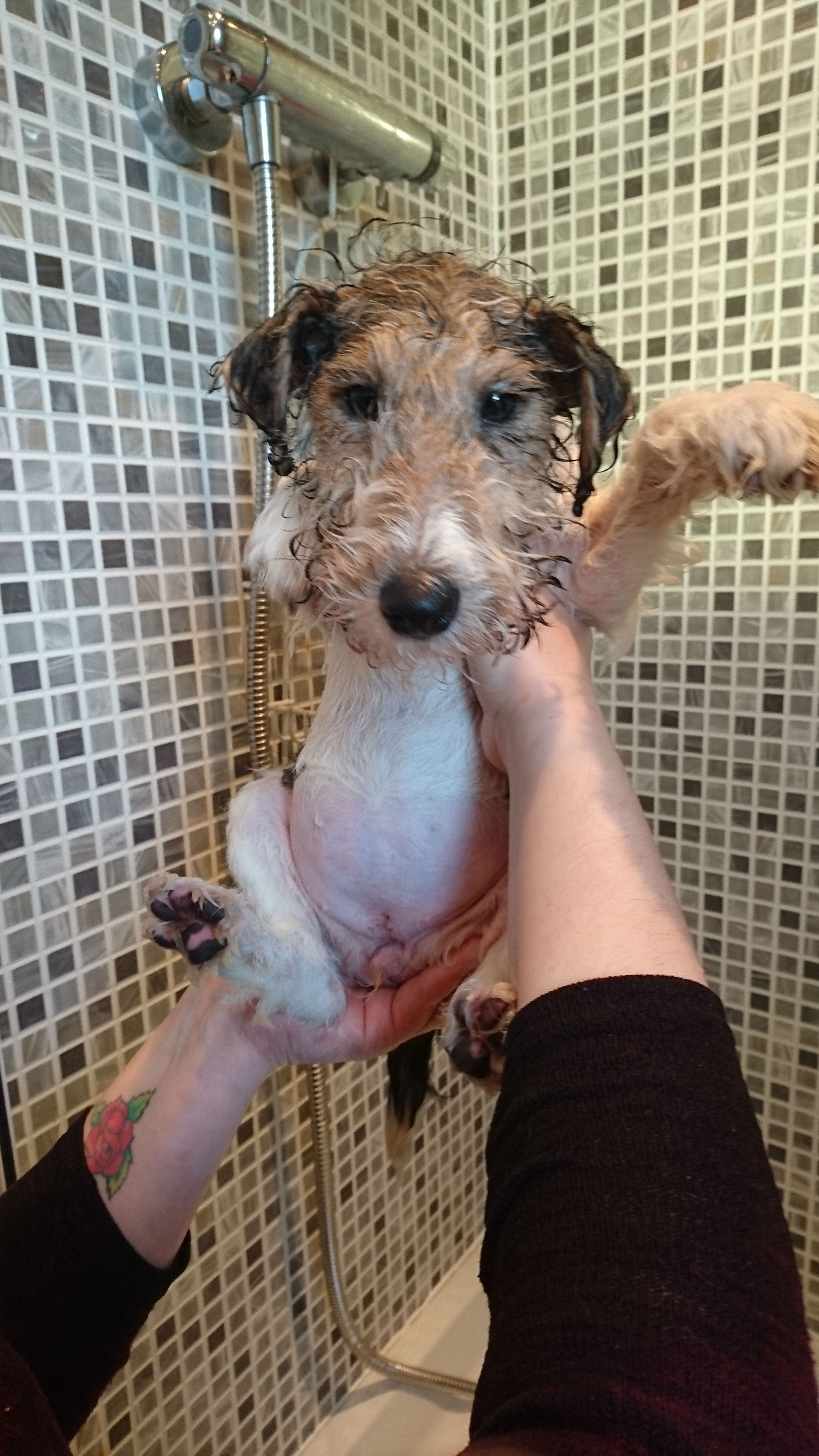 Gave my puppy Maggie her first shower. She didn't like it. r/aww