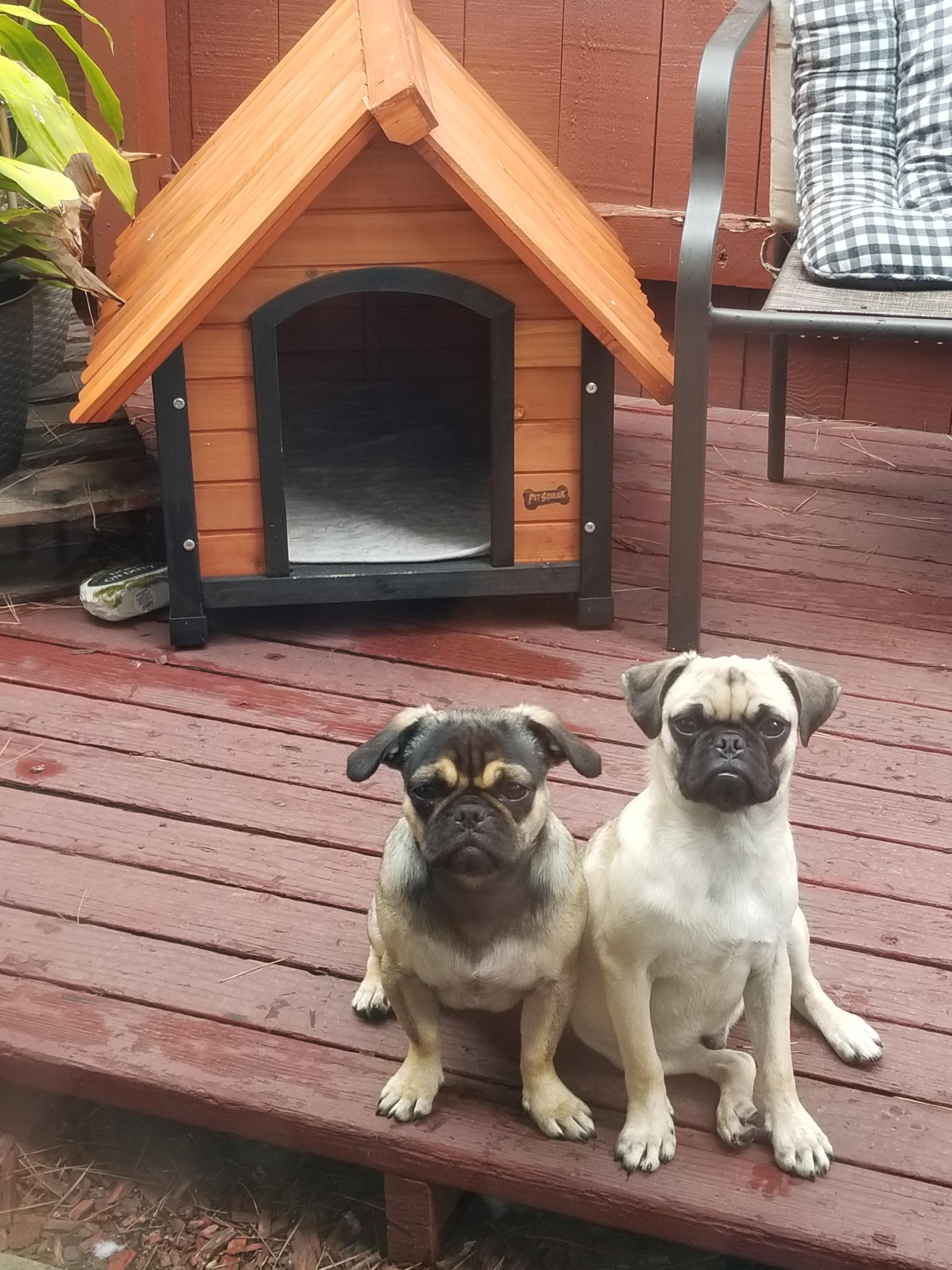 Itchy and Scratchy r/pugs