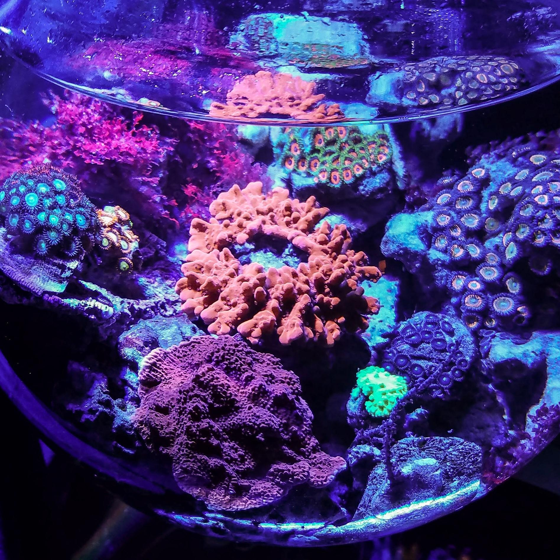 Pico 2 gallon reef vase live coral r/Aquariums