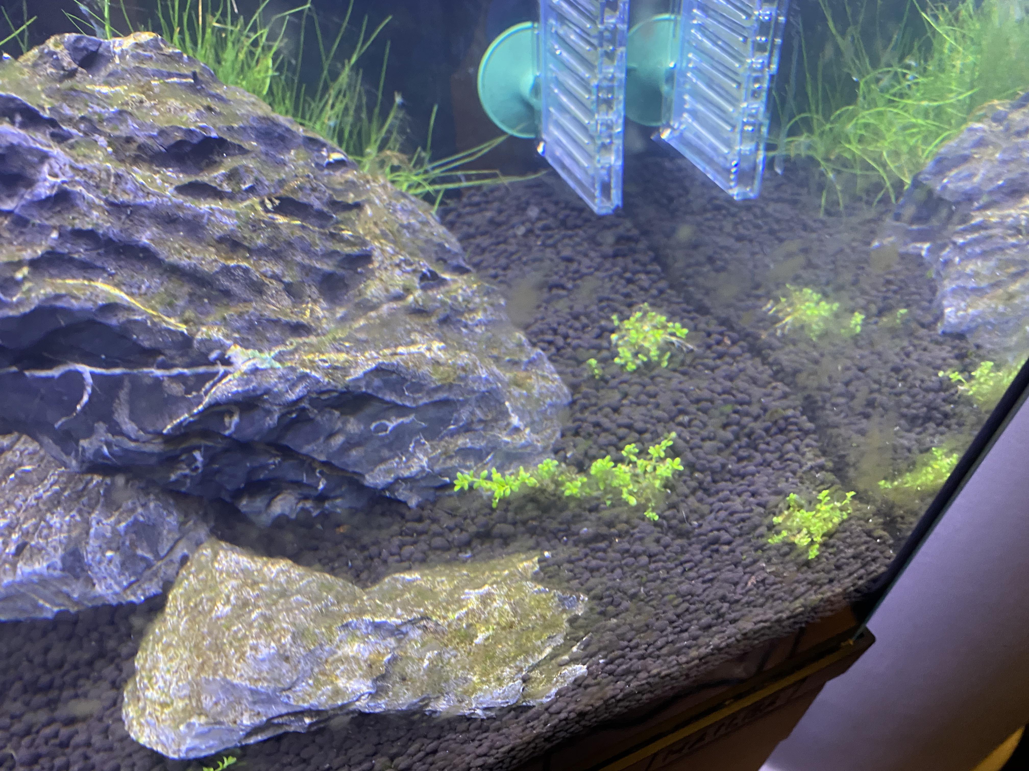 Hi, newly planted aquarium with yeast and sugar co2 is getting hair
