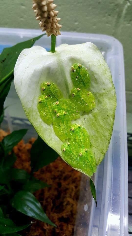🔥 Glass frogs on a leaf NatureIsFuckingLit