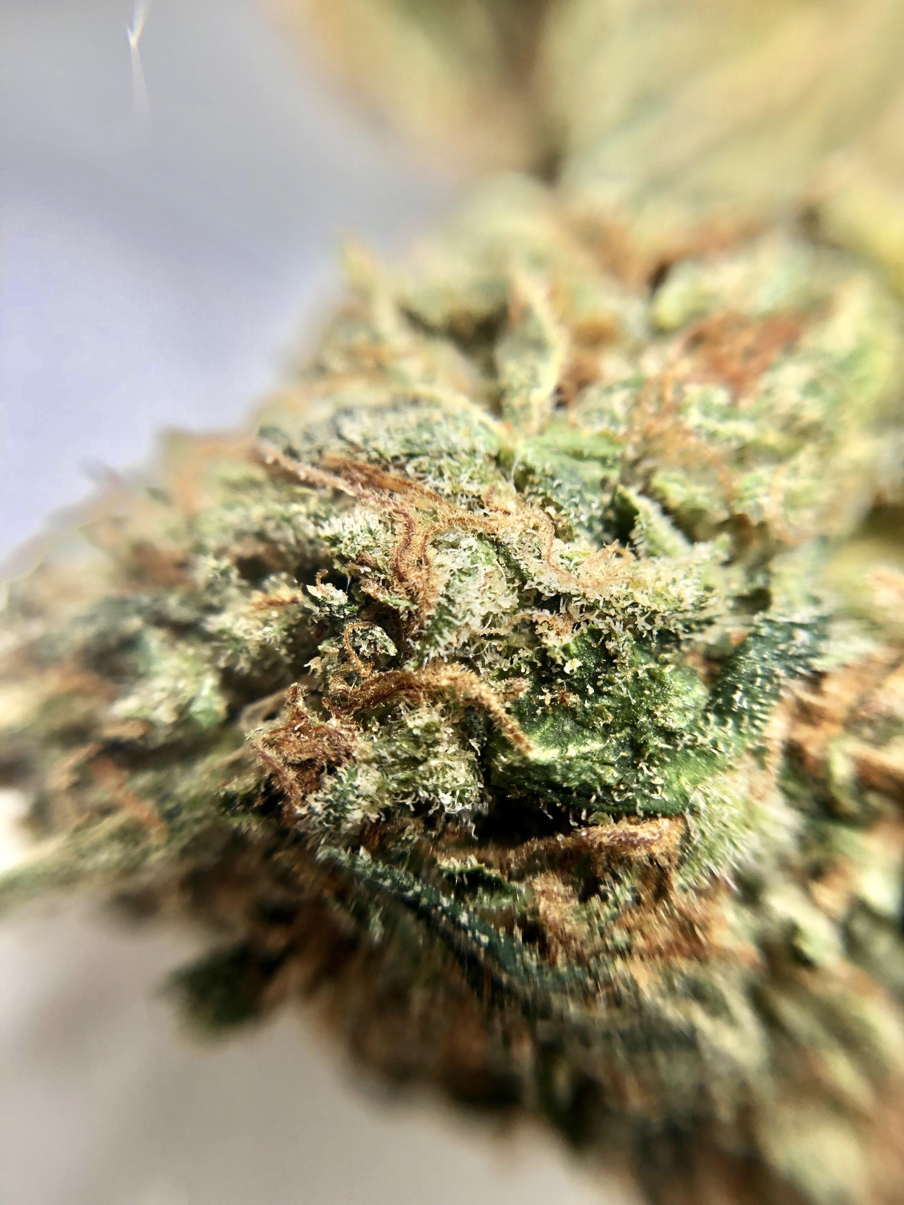 Ghost Breath The Wholesome Monkey Aug 18 MOMpics