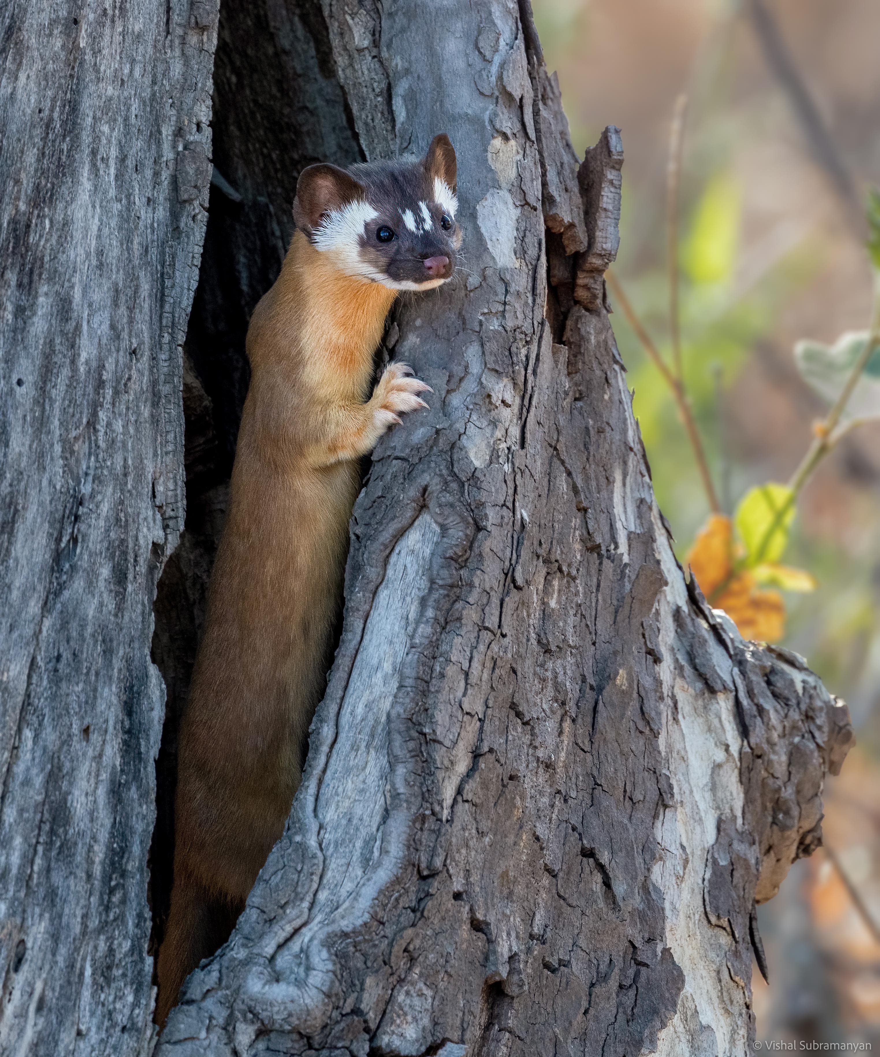 Long Tailed Weasel I photographed in California r/pics