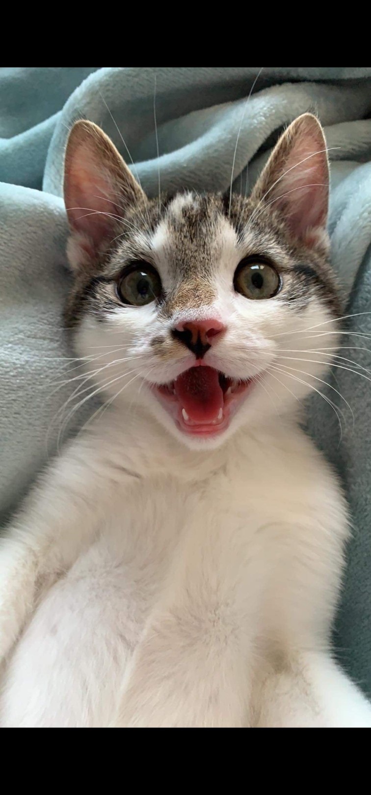 The Happiest cat i've ever seen ! r/uffz
