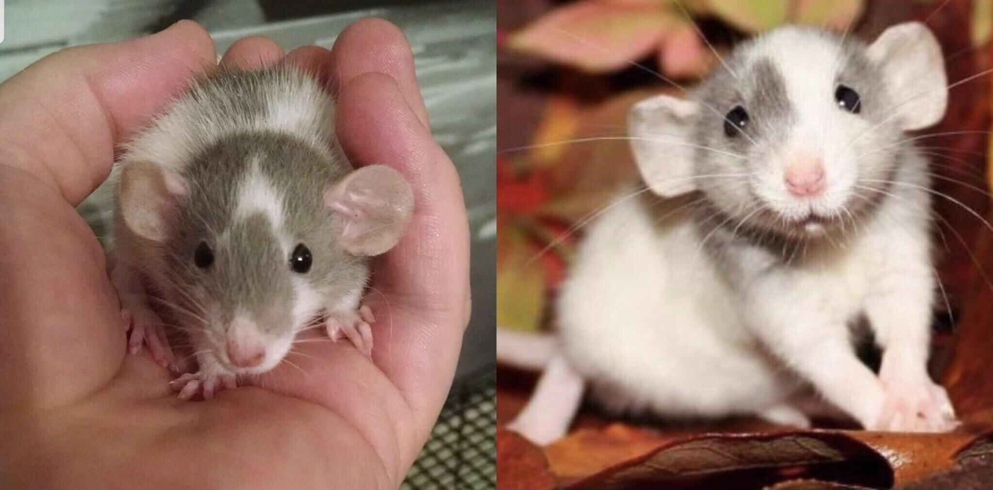 Dumbo rat 🥰 r/aww