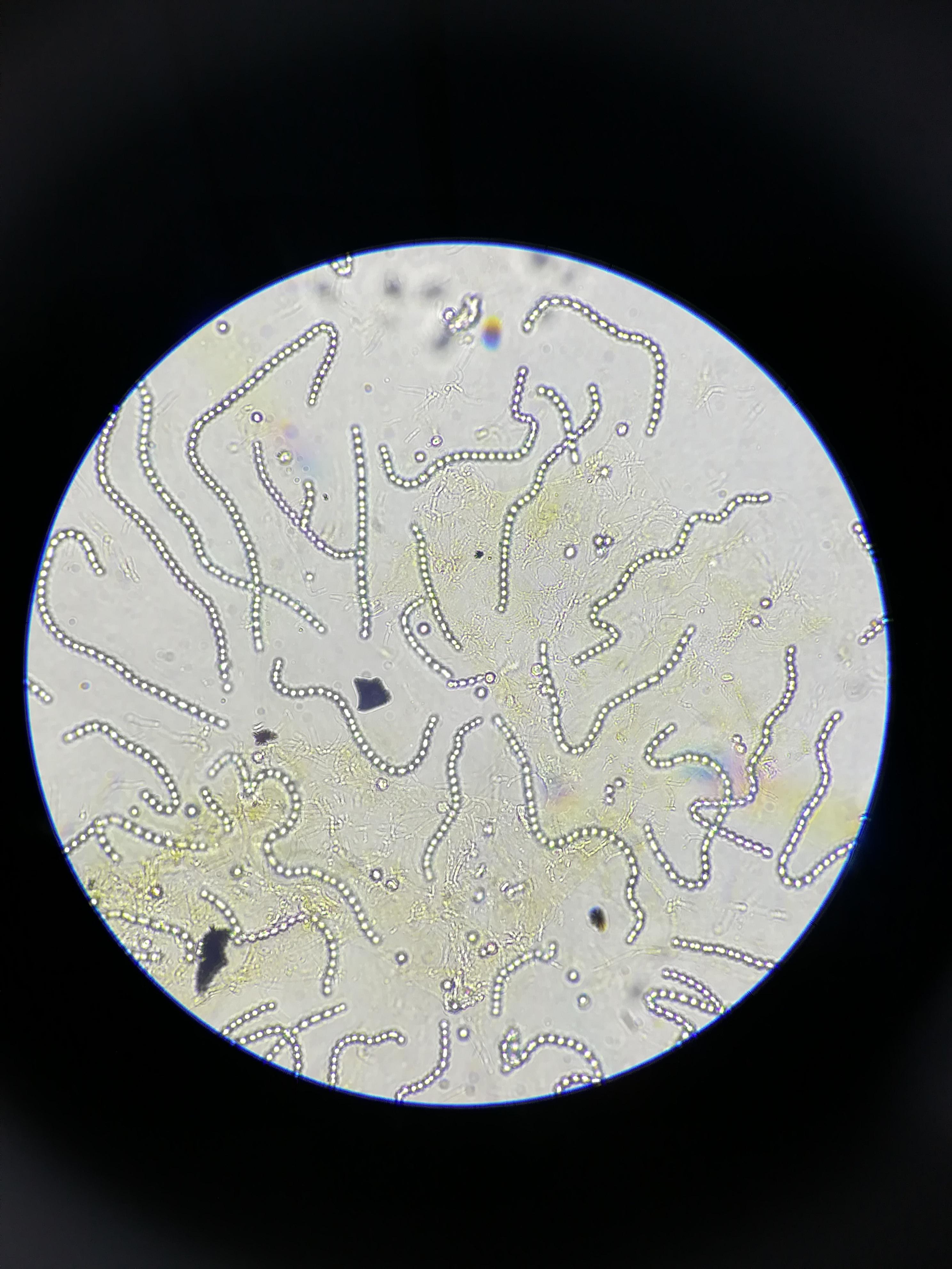 Algea Nostoc sp. (400x) r/MicroFans