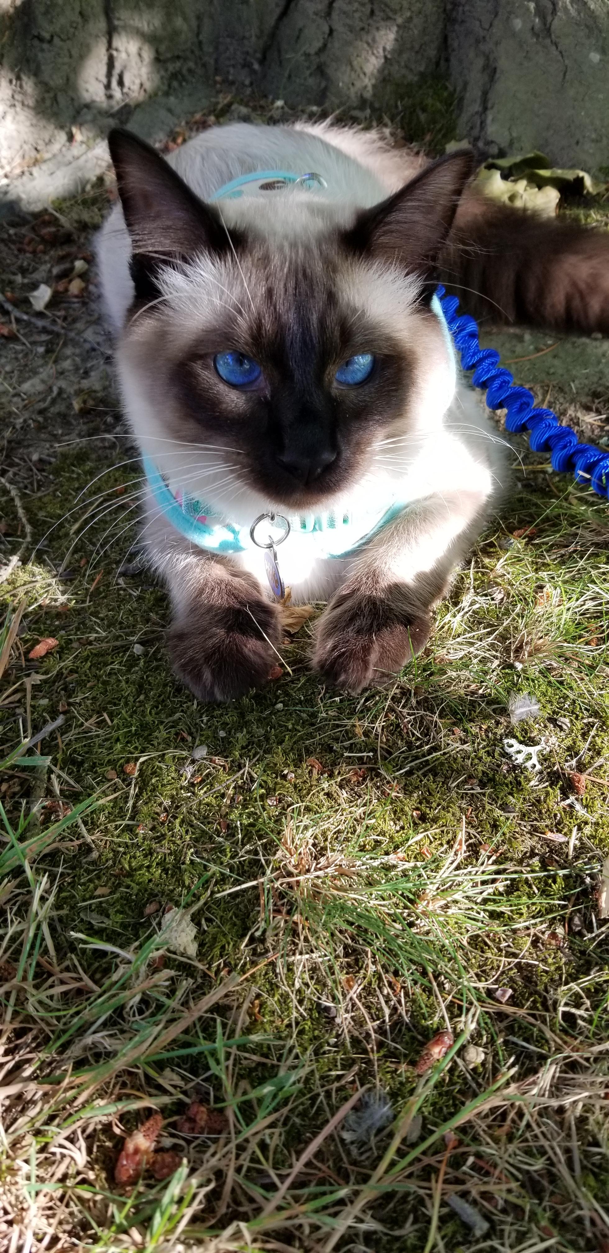 Adventure Cat... my 7 month old cat Bagheera(Bubba) enjoying the