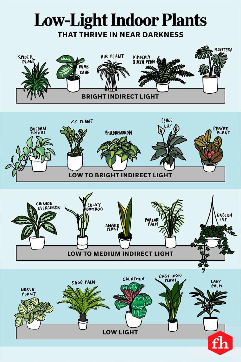 LowLight indoor plants r/houseplants