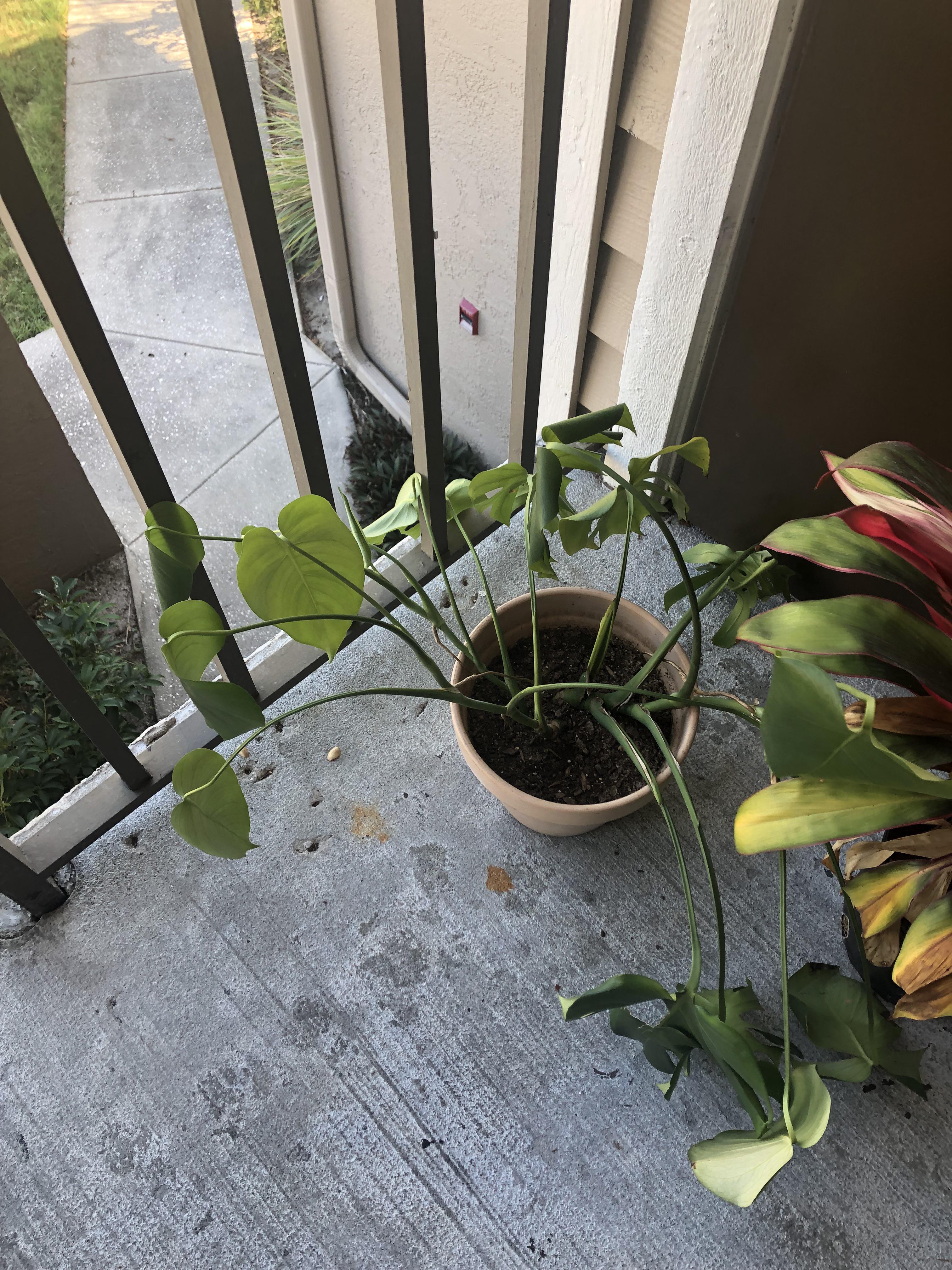 How much sunlight is too much sunlight? r/Monstera